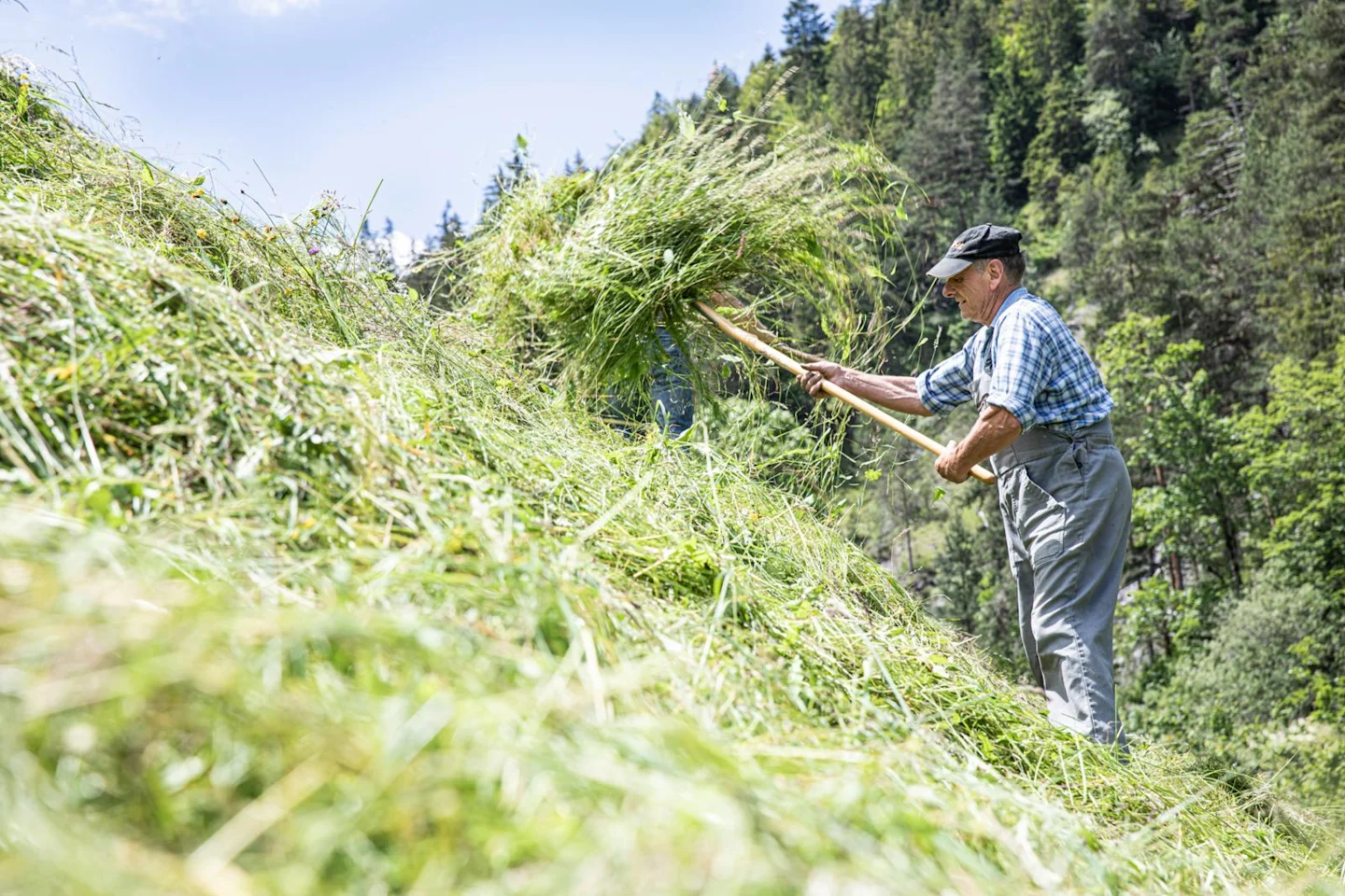 Milk in harmony with nature | Migros