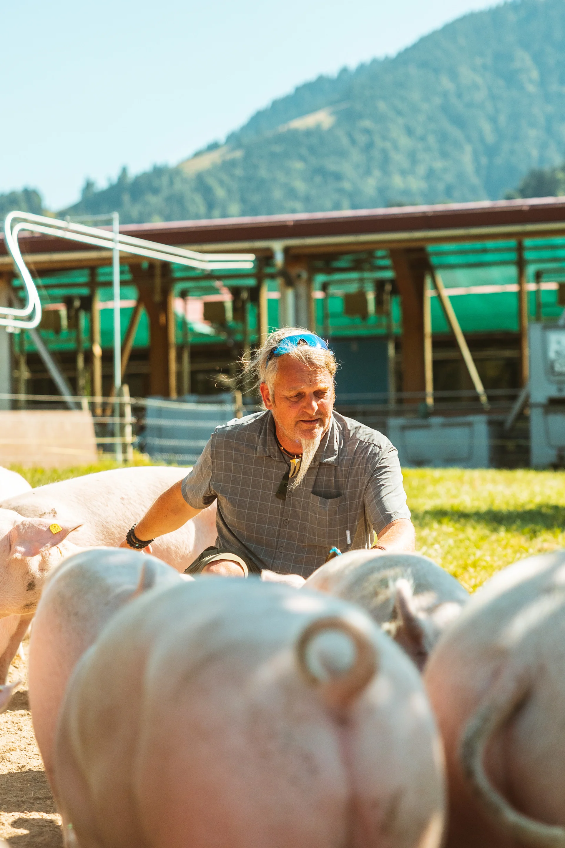 Oliver Hess avec ses cochons.