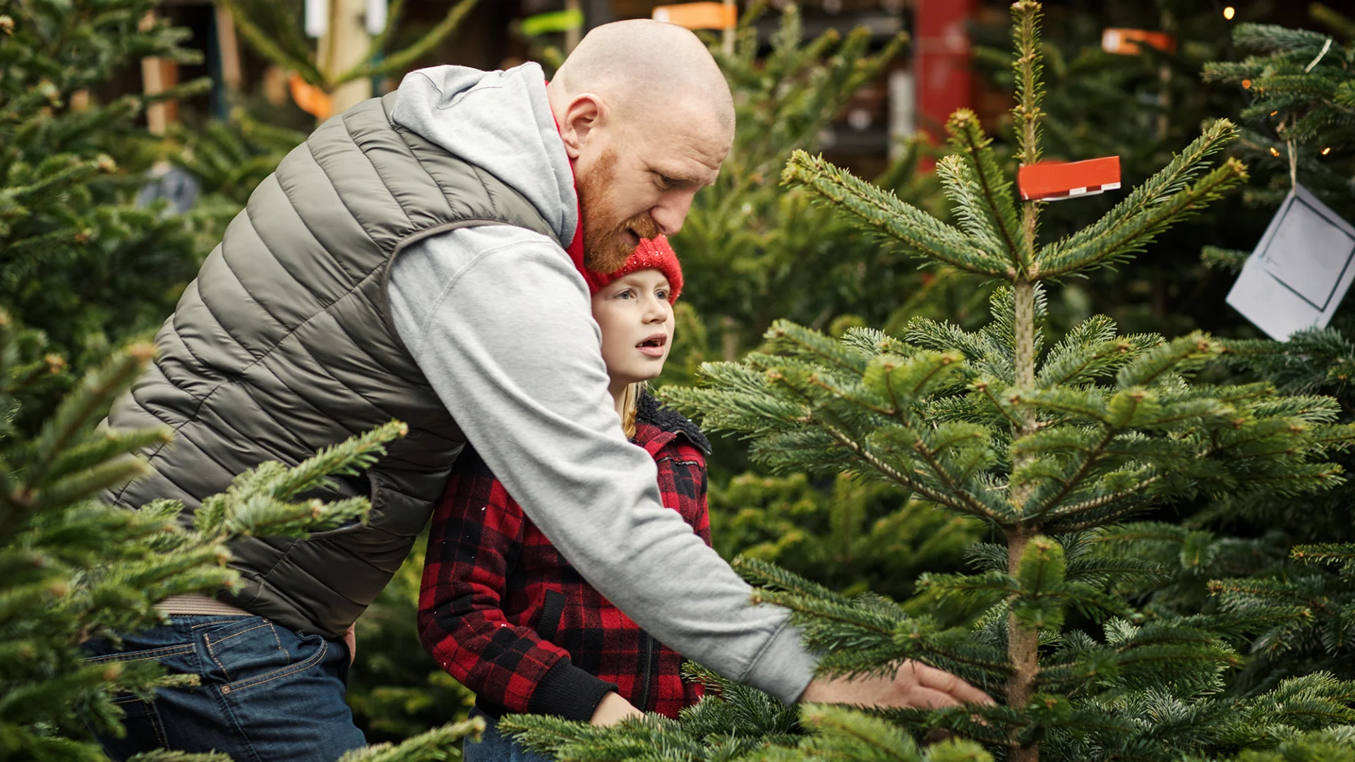 Kind und Elternteil kaufen in der Migros einen Weihnachtsbaum.