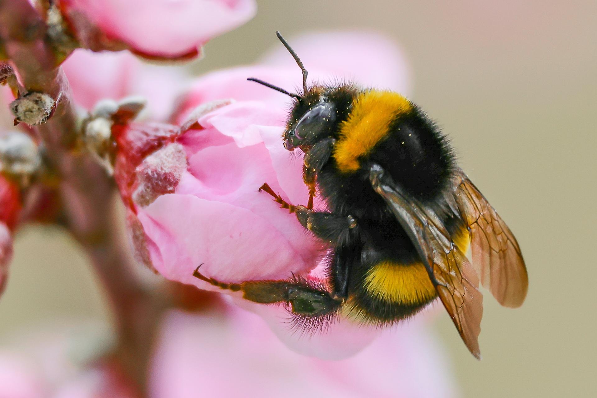 A wild bee sits on a flower