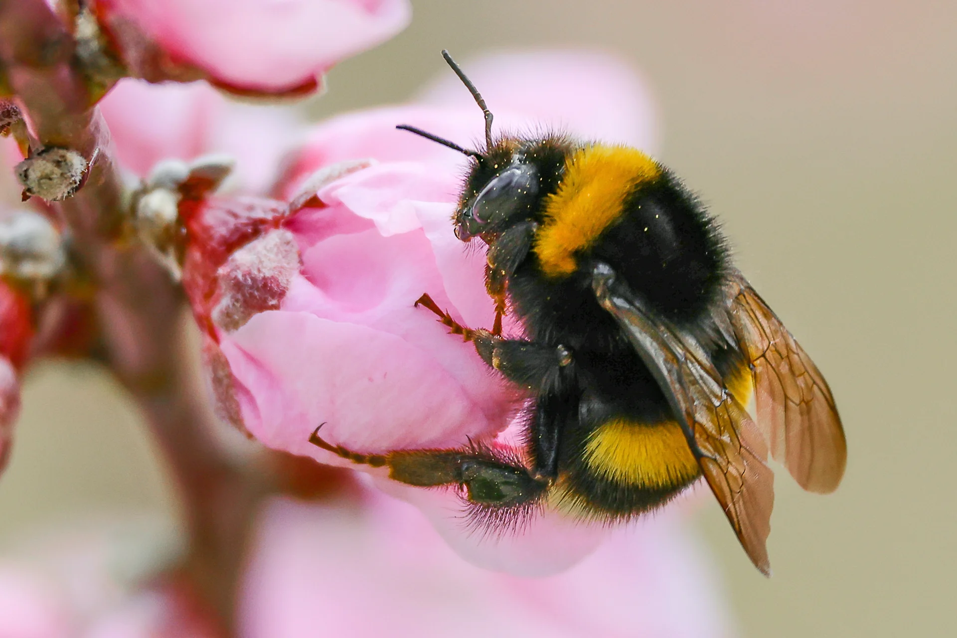 Eine Wildbiene sitzt auf einer Blüte
