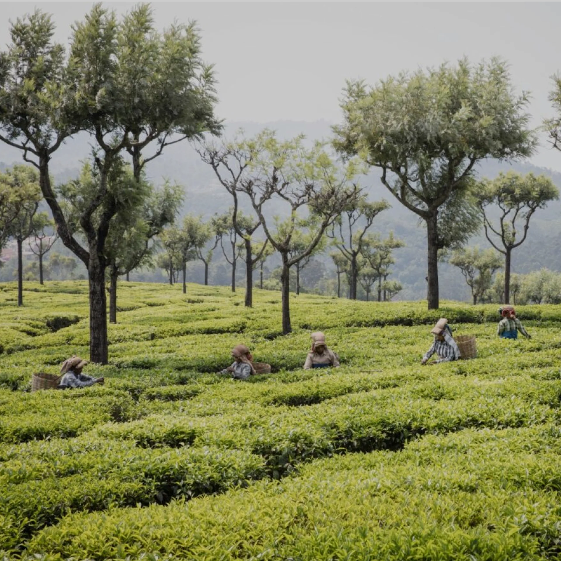 Arbeiter und Arbeiterinnen bei der Ernte