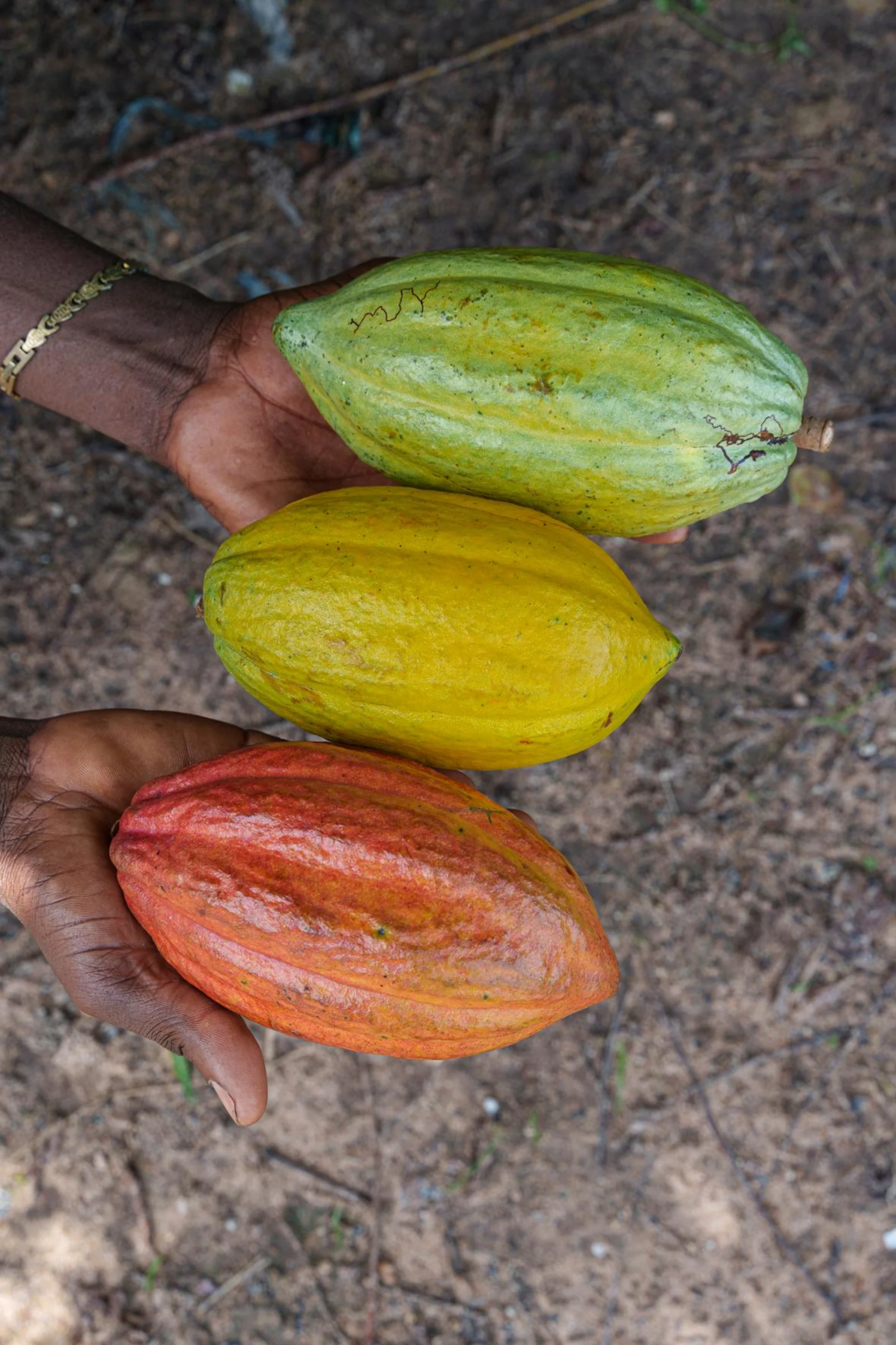 Trois fèves de cacao en rouge, vert et jaune