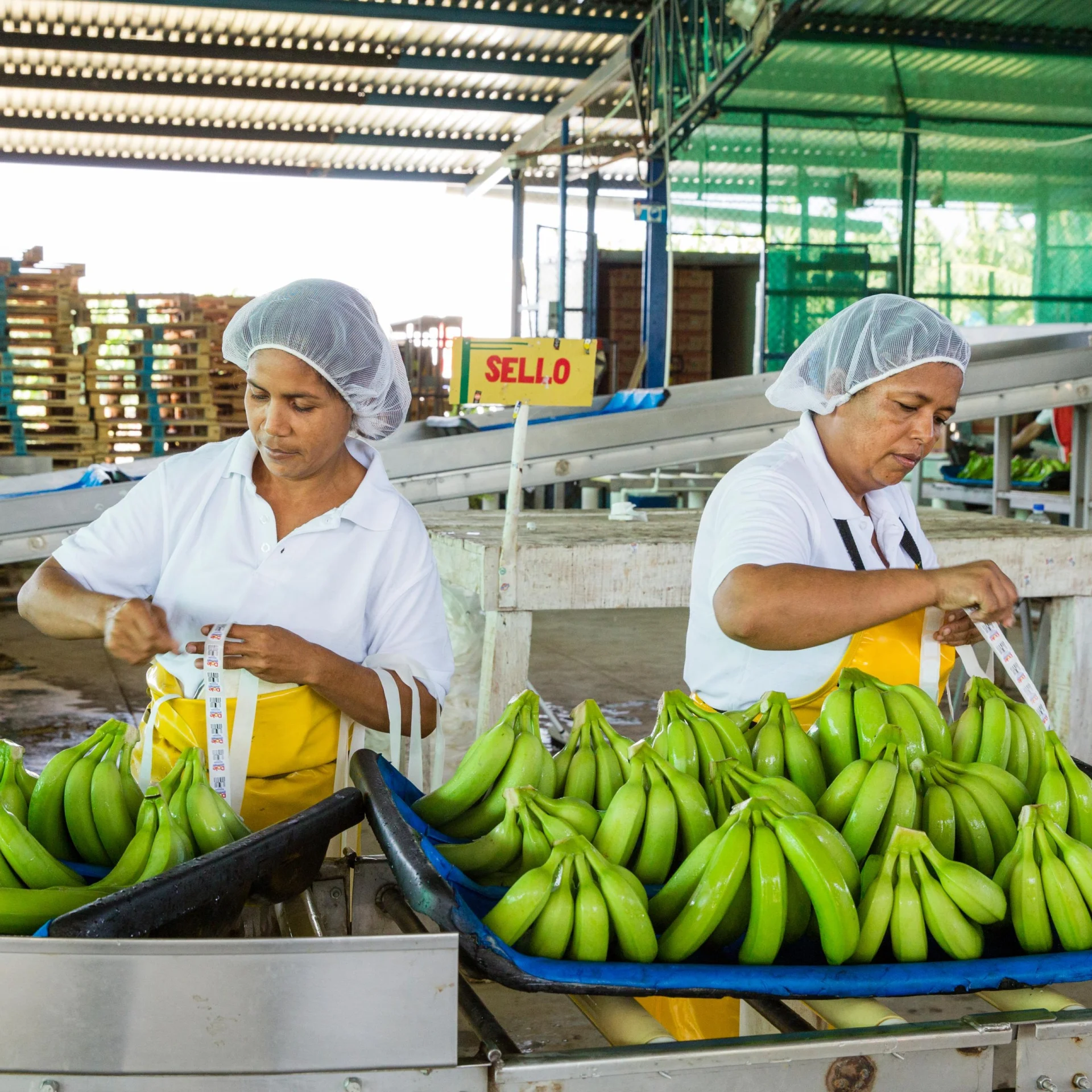 Deux ouvriers étiquettent des bananes