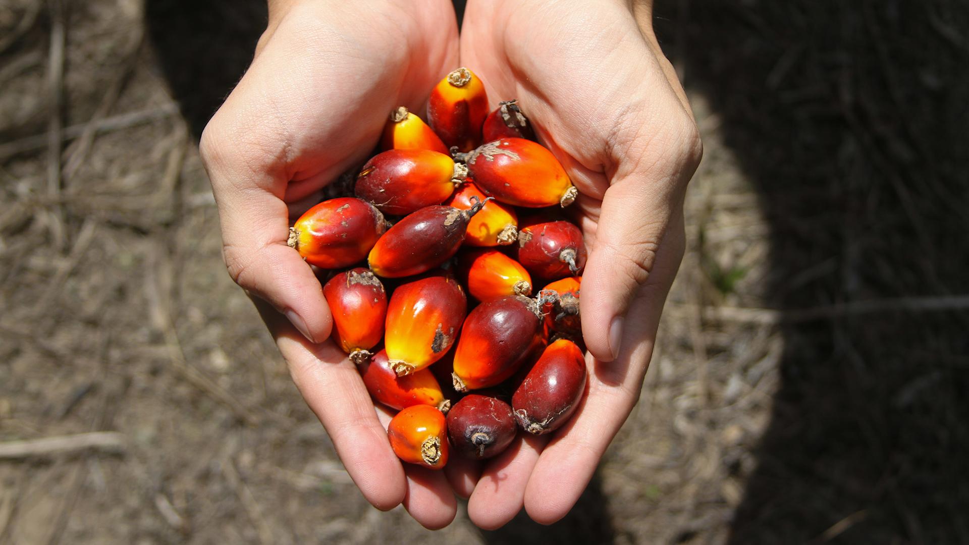 Due mani che tengono frutti di palma da olio
