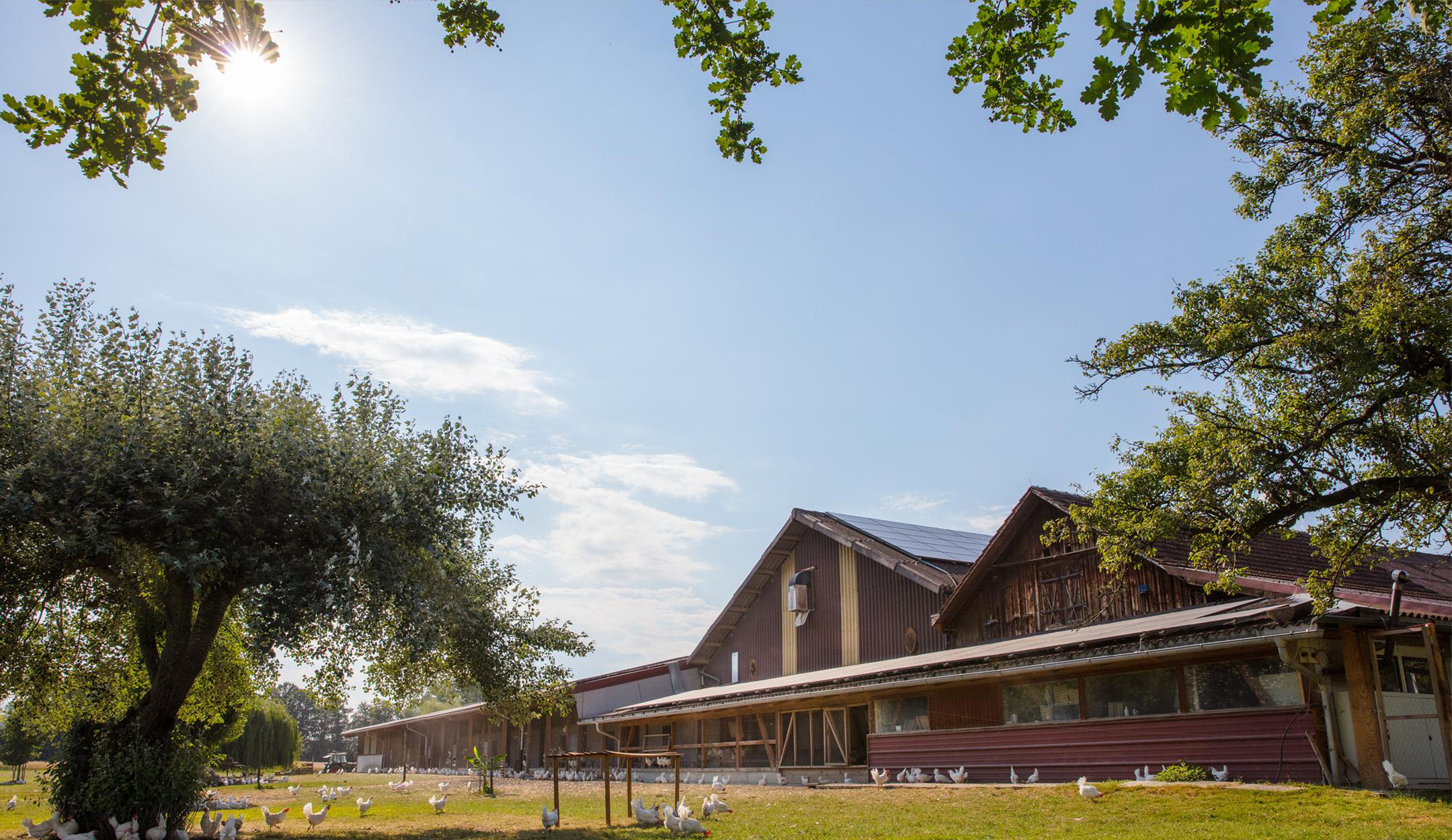 Vue d’un poulailler et d’un enclos en plein air. 