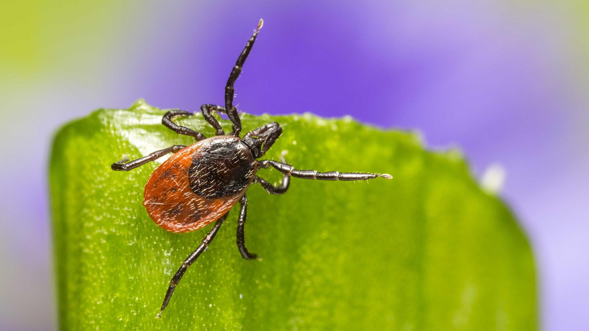 Eine Zecke auf einem Grashalm
