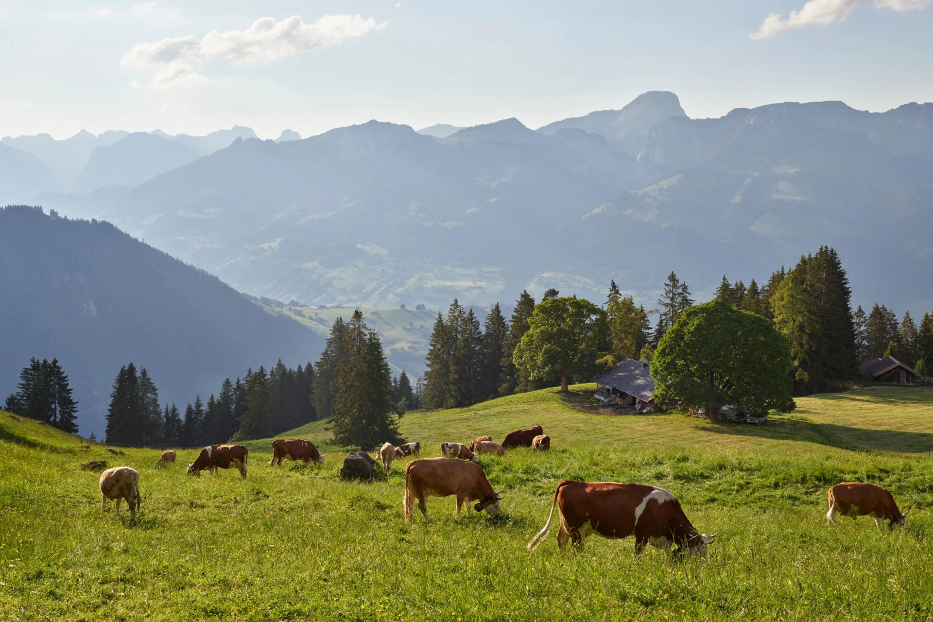 Kühe stehen auf einer Weide in den Bergen und fressen.