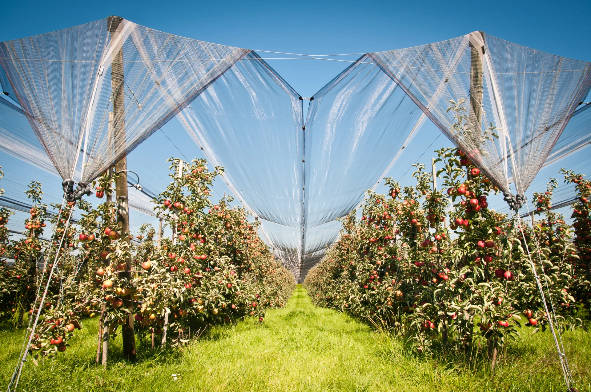 Mehr Nachhaltigkeit bei Äpfeln und Birnen