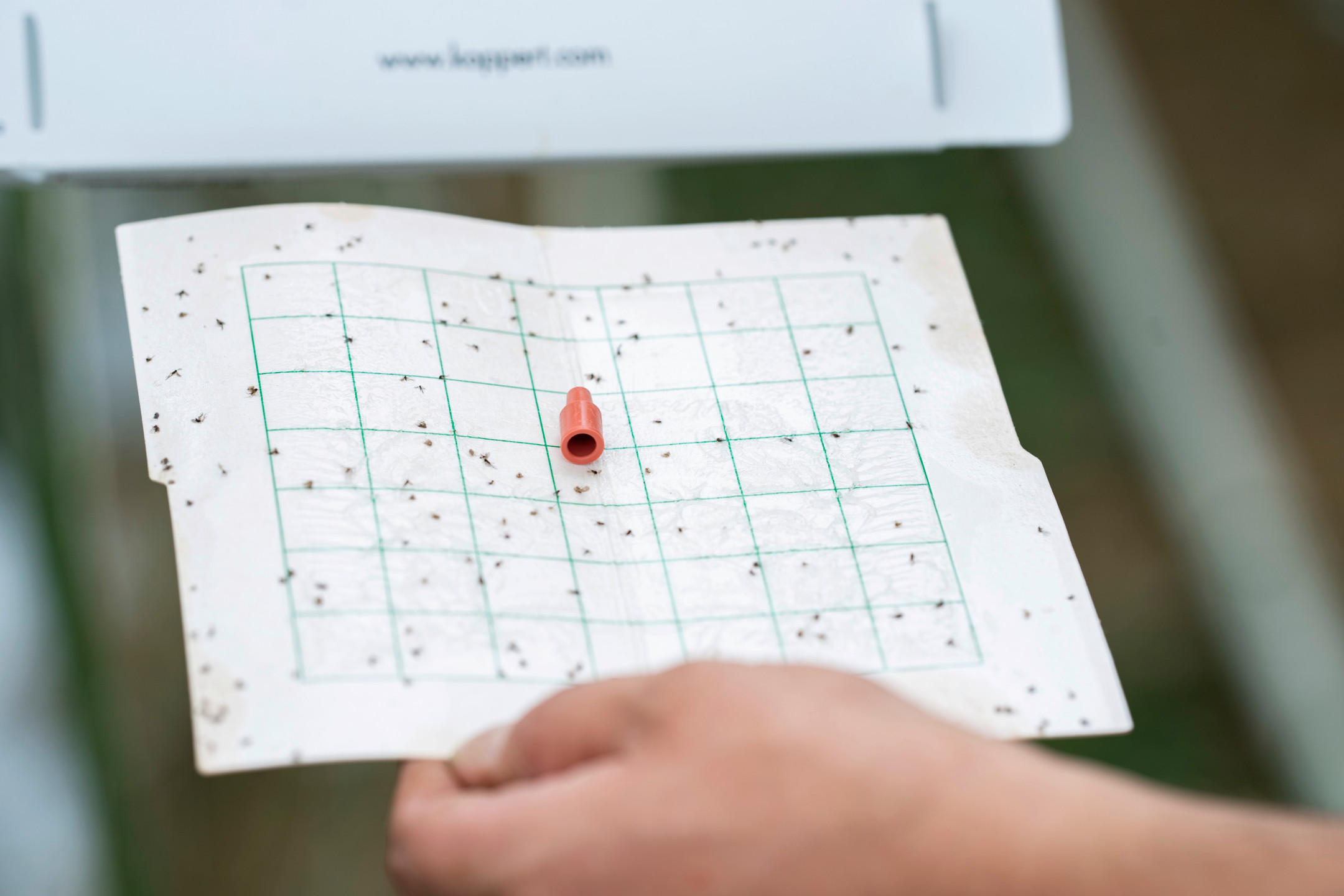 Une feuille sur laquelle les insectes se collent