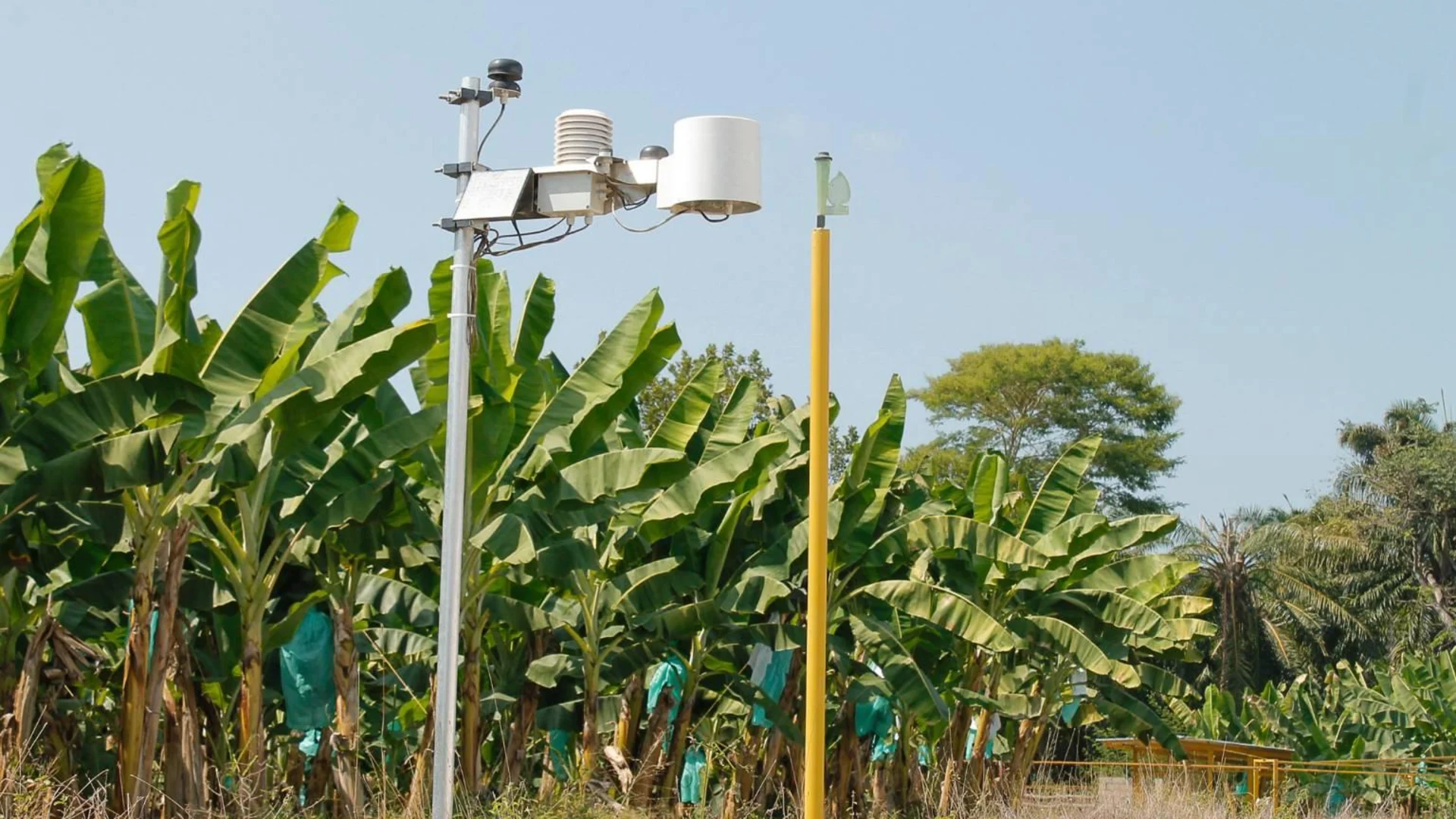 Wetterstationen liefern Informationen, um den Wasserbedarf auf den Farmen exakt berechnen zu können. Wetterstation auf Bananenplantage