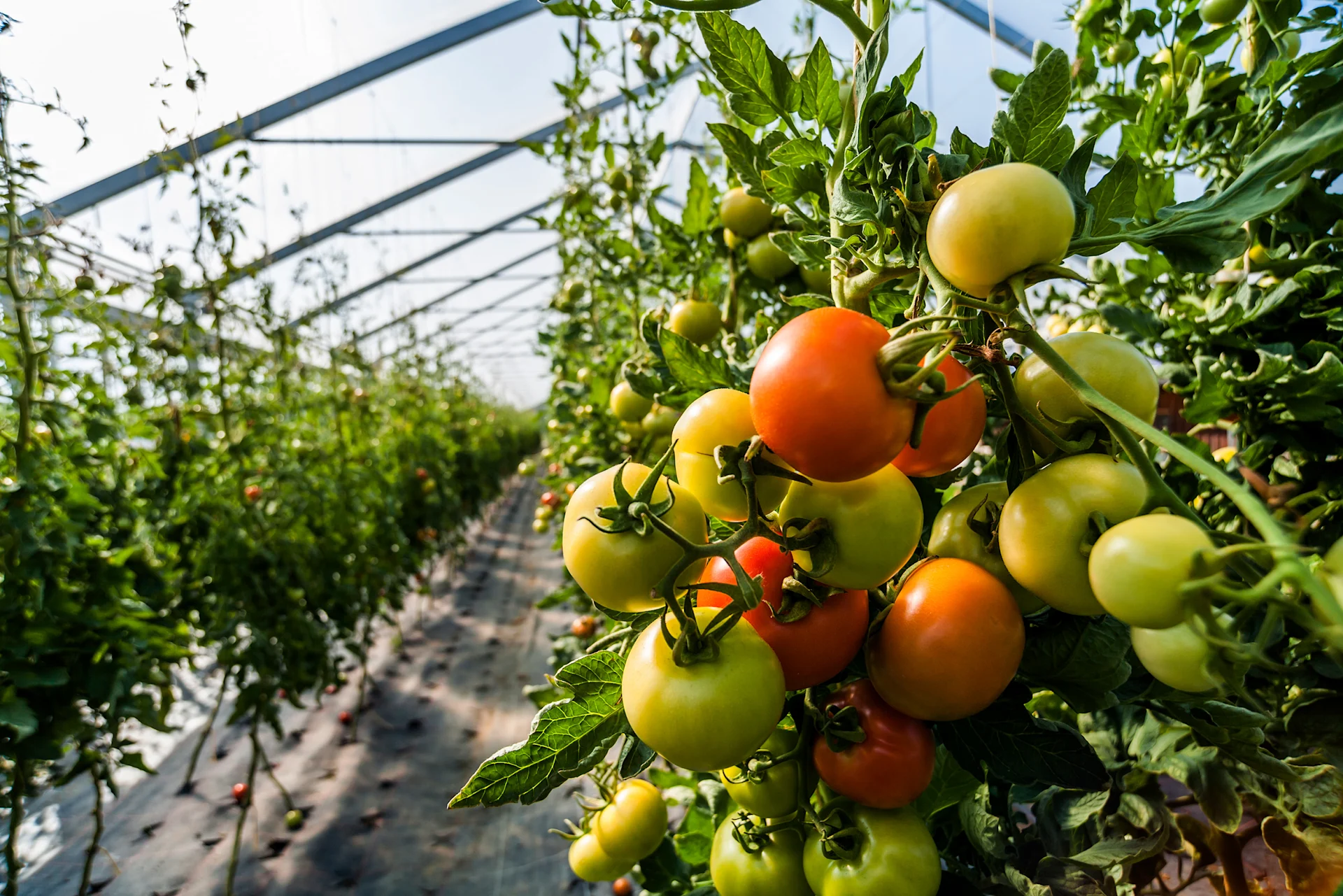 Des tomates mûrissant dans une serre