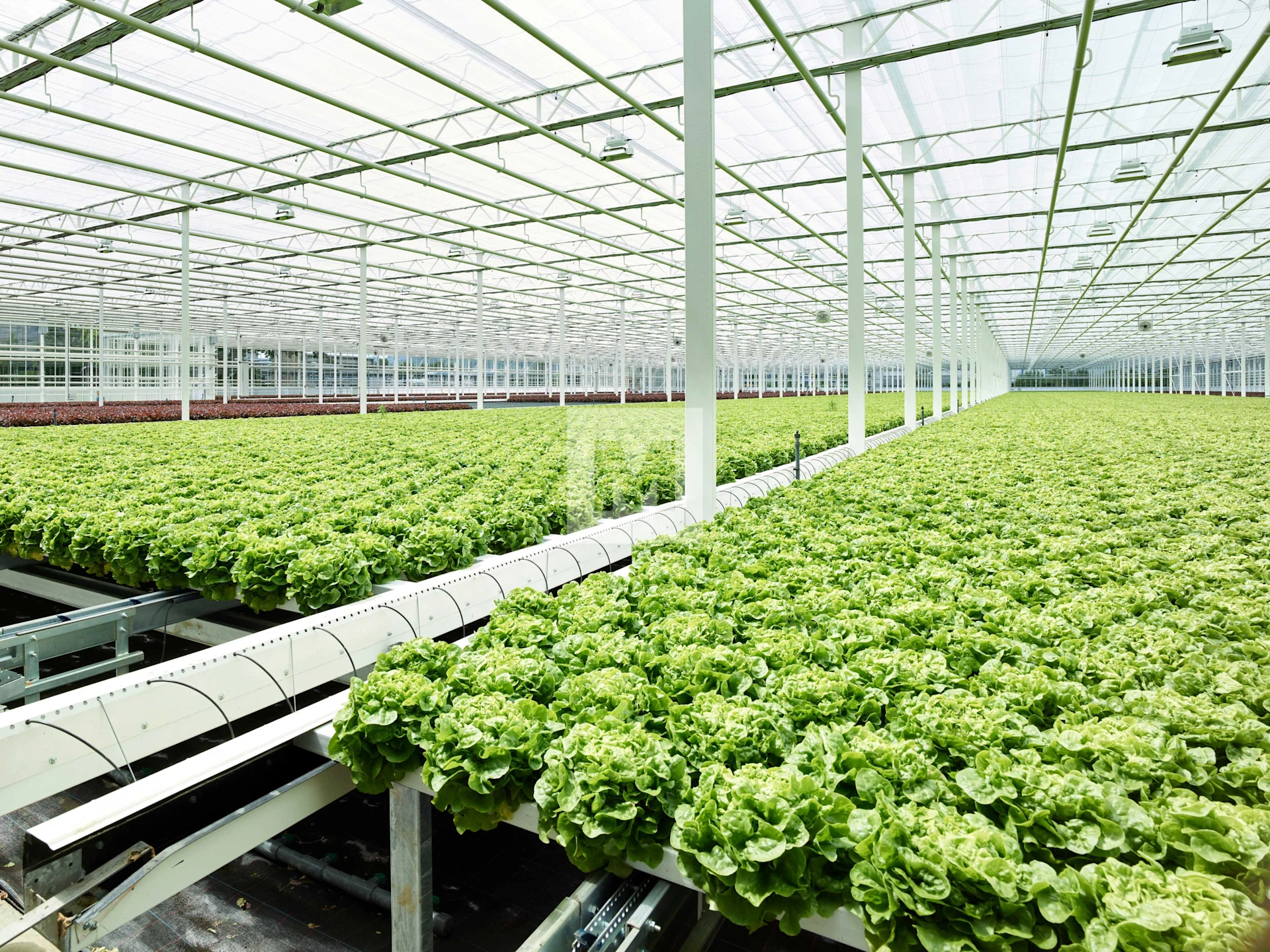 Salate aus Hydrokultur wachsen in Rinnen statt auf dem Boden.