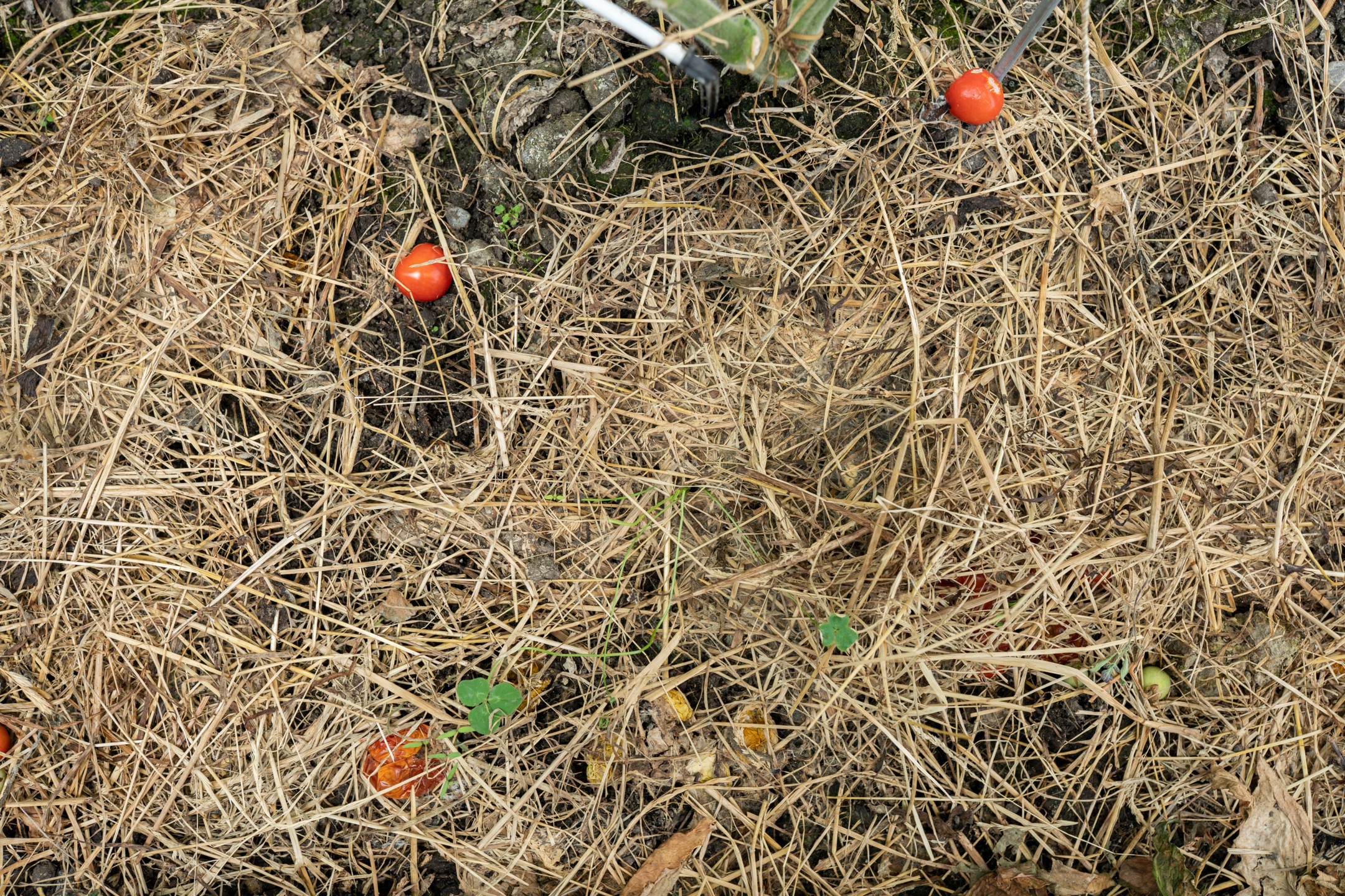  Close up d'ensilage d'herbe sur le terrain