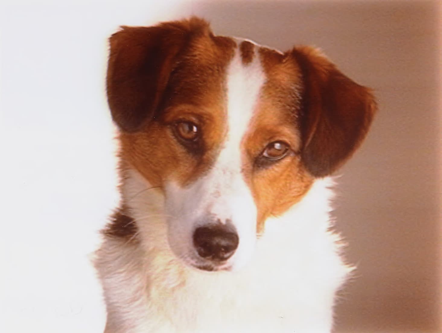 Neue Werbekampagne: Hund Max