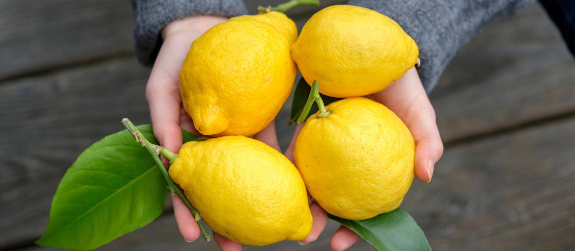 Two hands are carrying four large, yellow lemons.