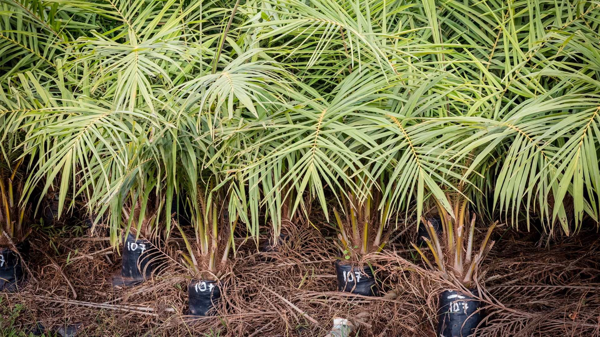 Giovani piante di palma da olio