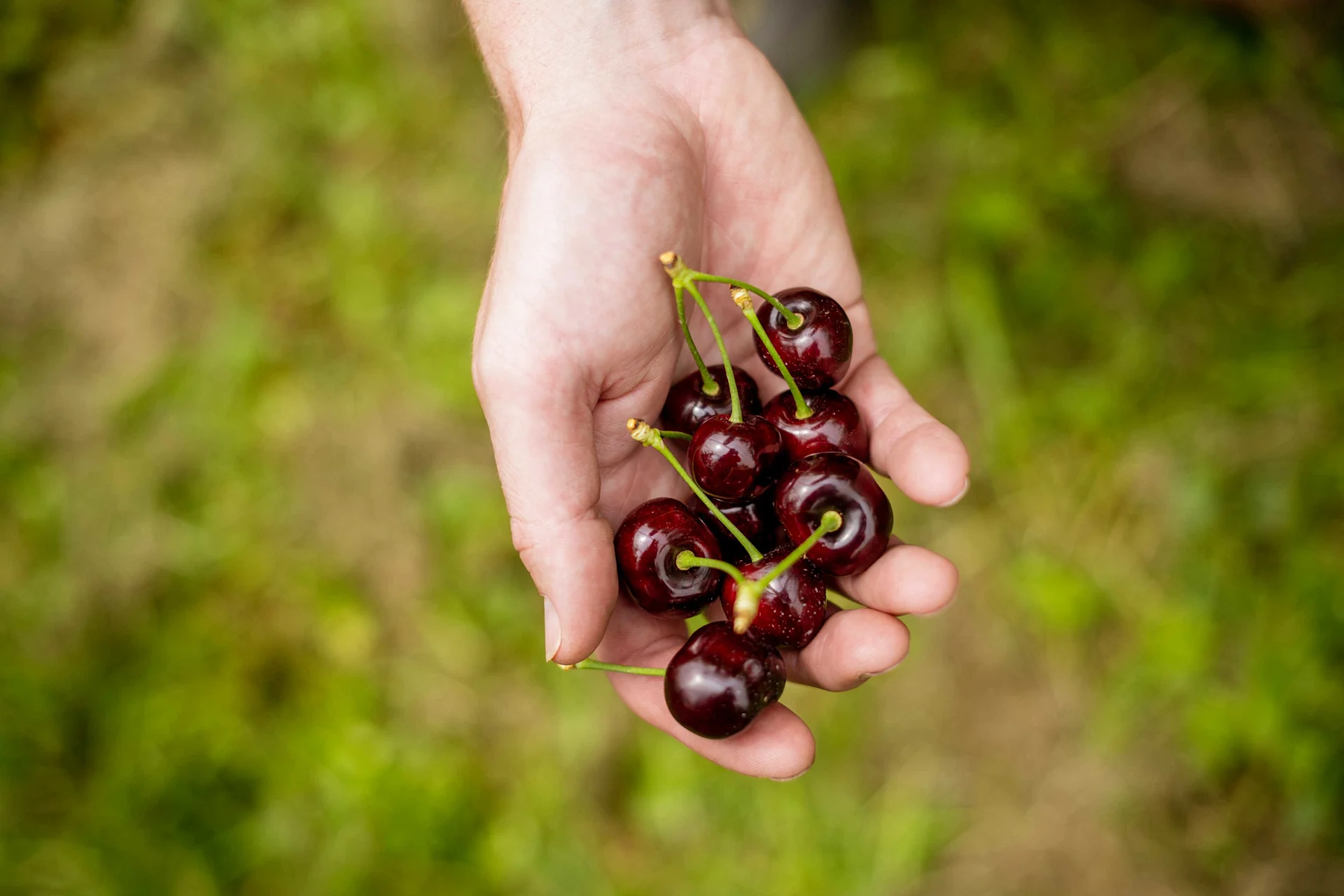 Une poignée de cerises mûres
