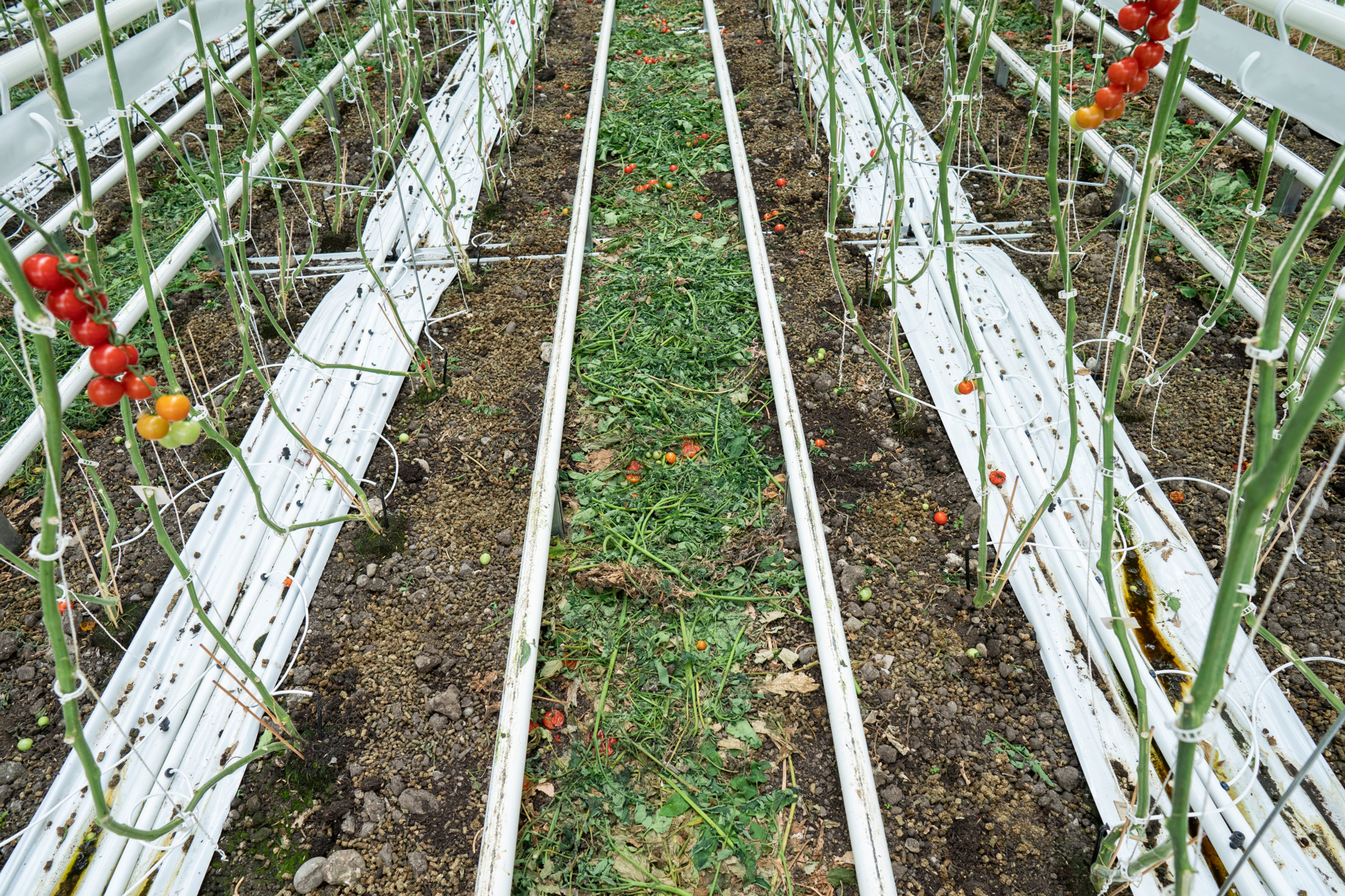  Tomates et feuilles tombées sur le sol d'une serre