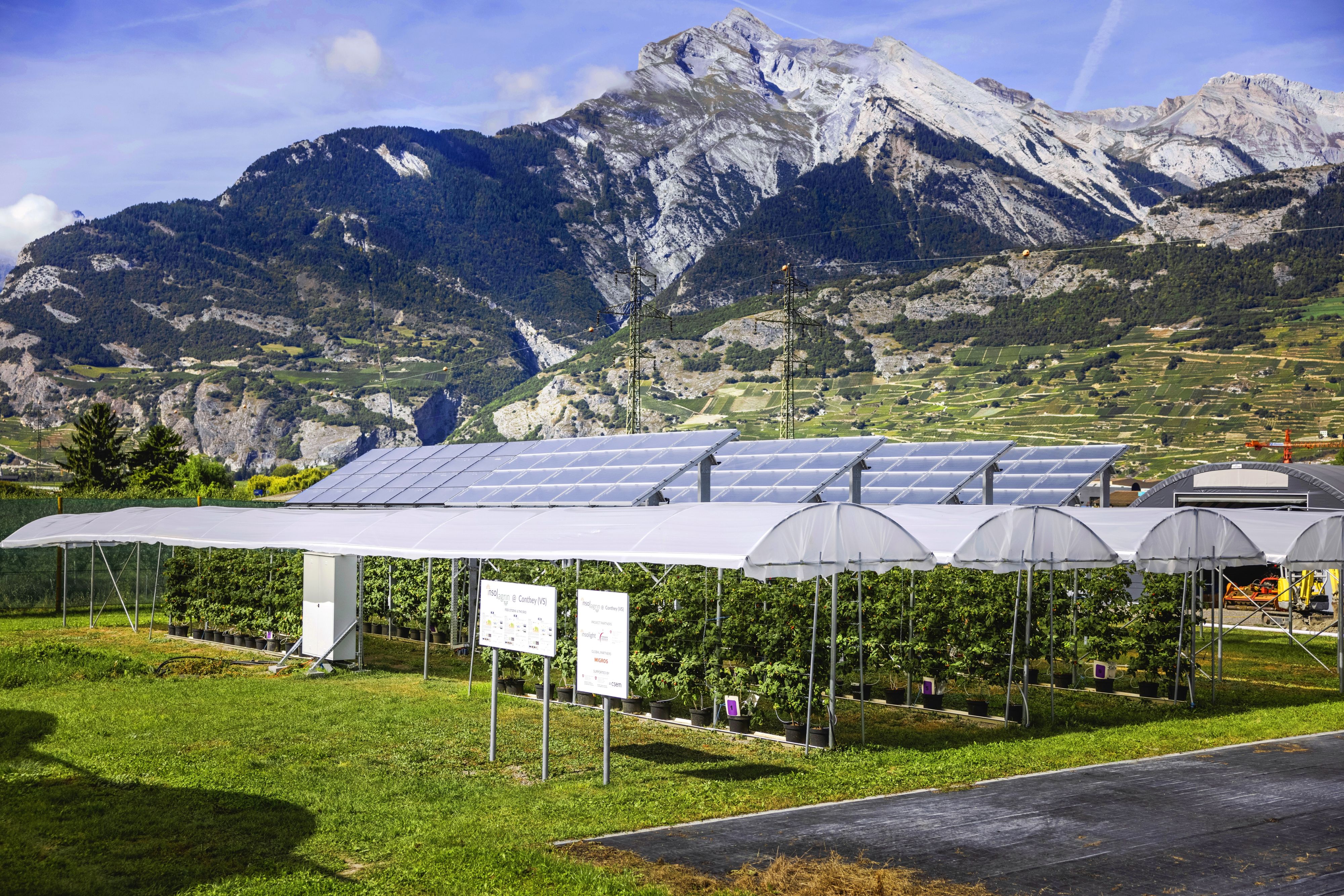 Lamponi e fragole sotto un impianto agrovoltaico a Conthey (VS)