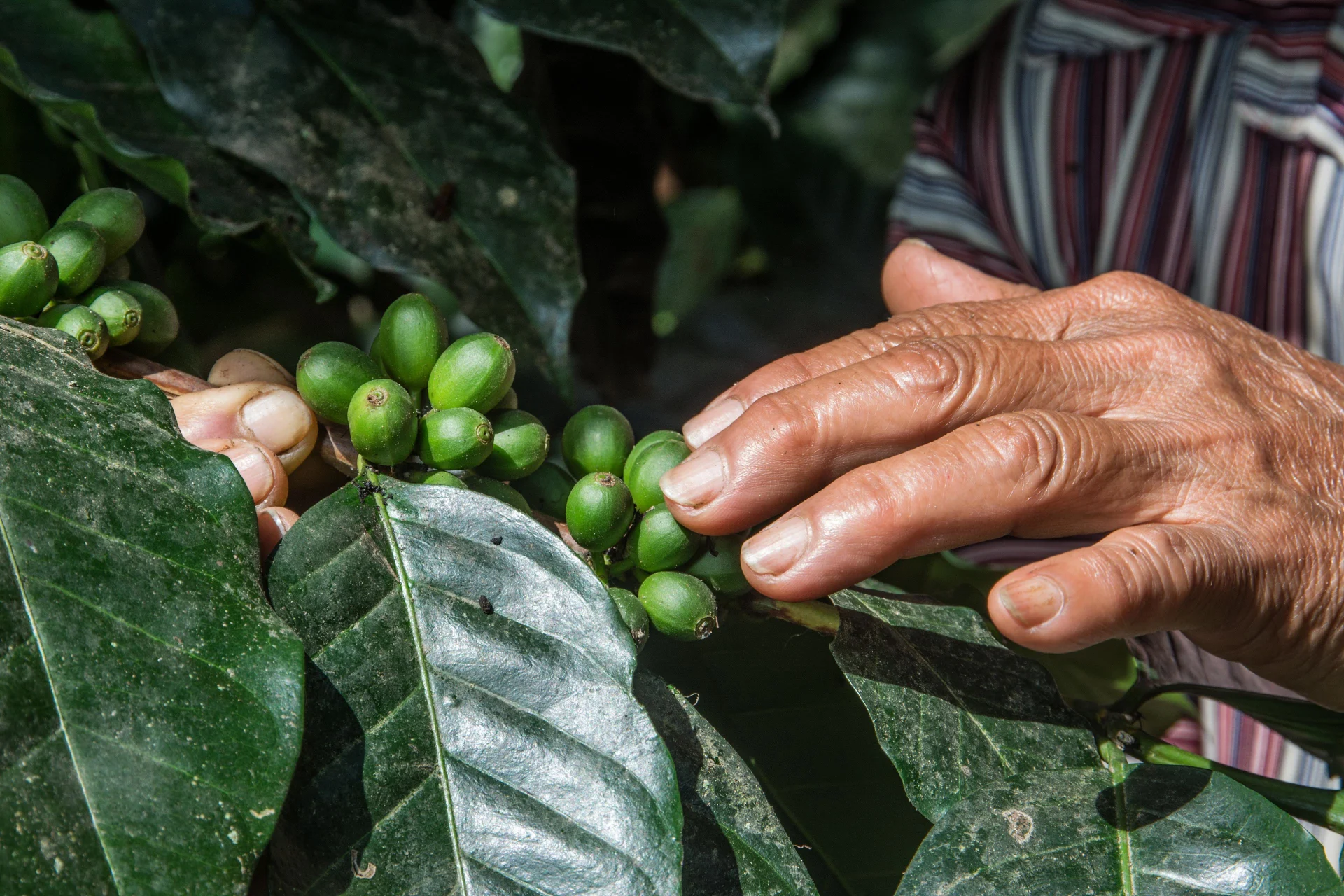 Eine Hand berührt grüne Kaffeebohnen am Strauch