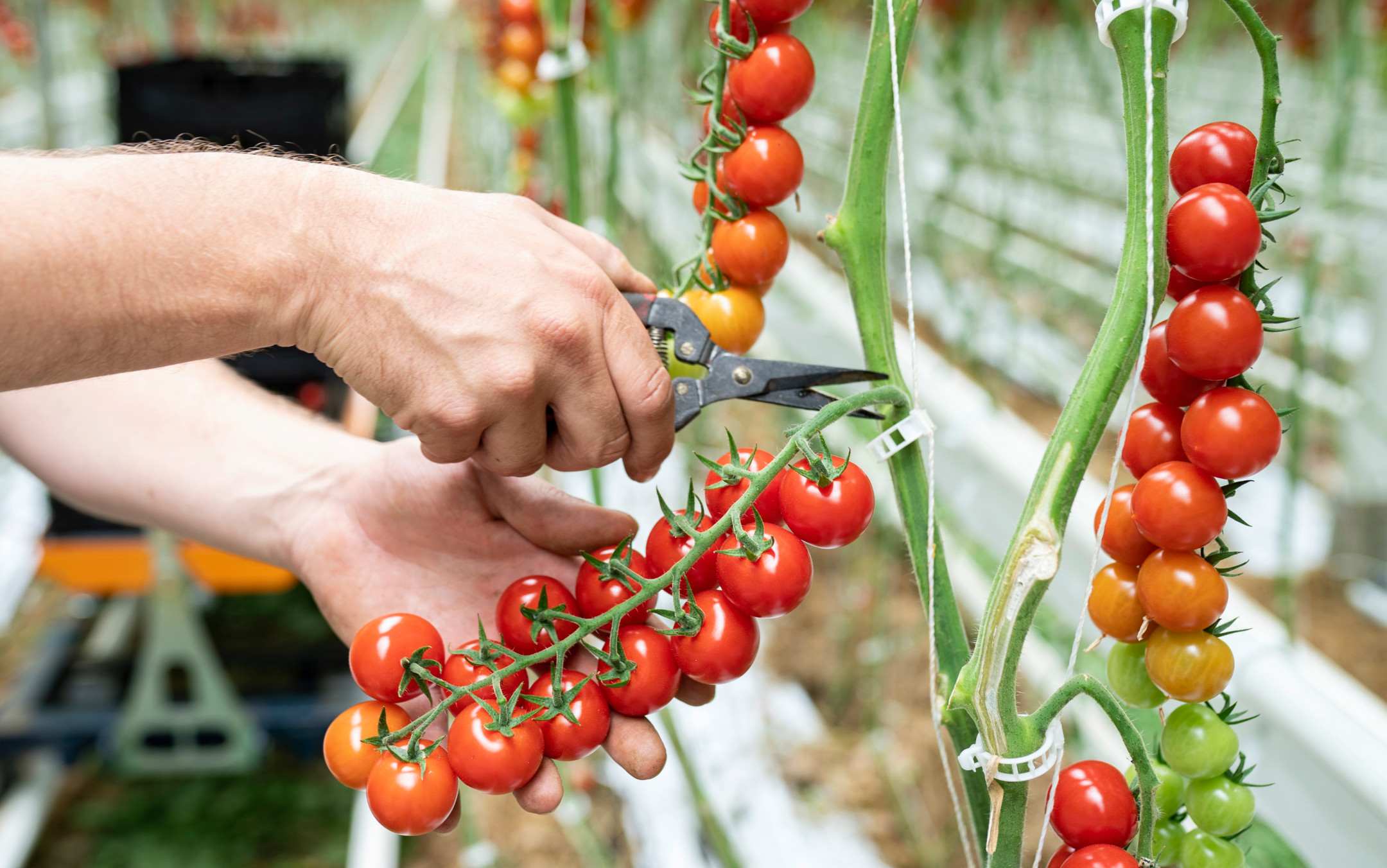 La branche de tomate cerise est coupée avec des ciseaux