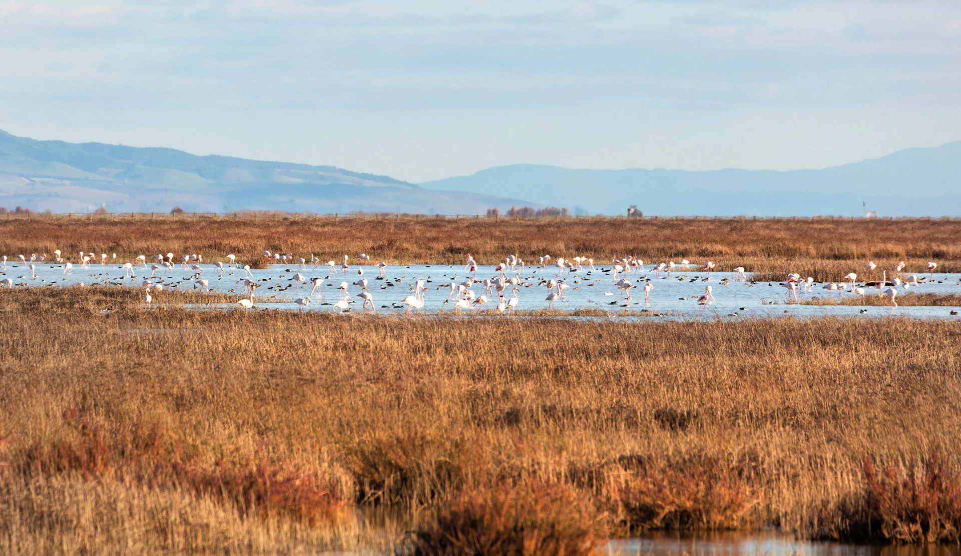 The Doñana National Park with flamingos in the distance