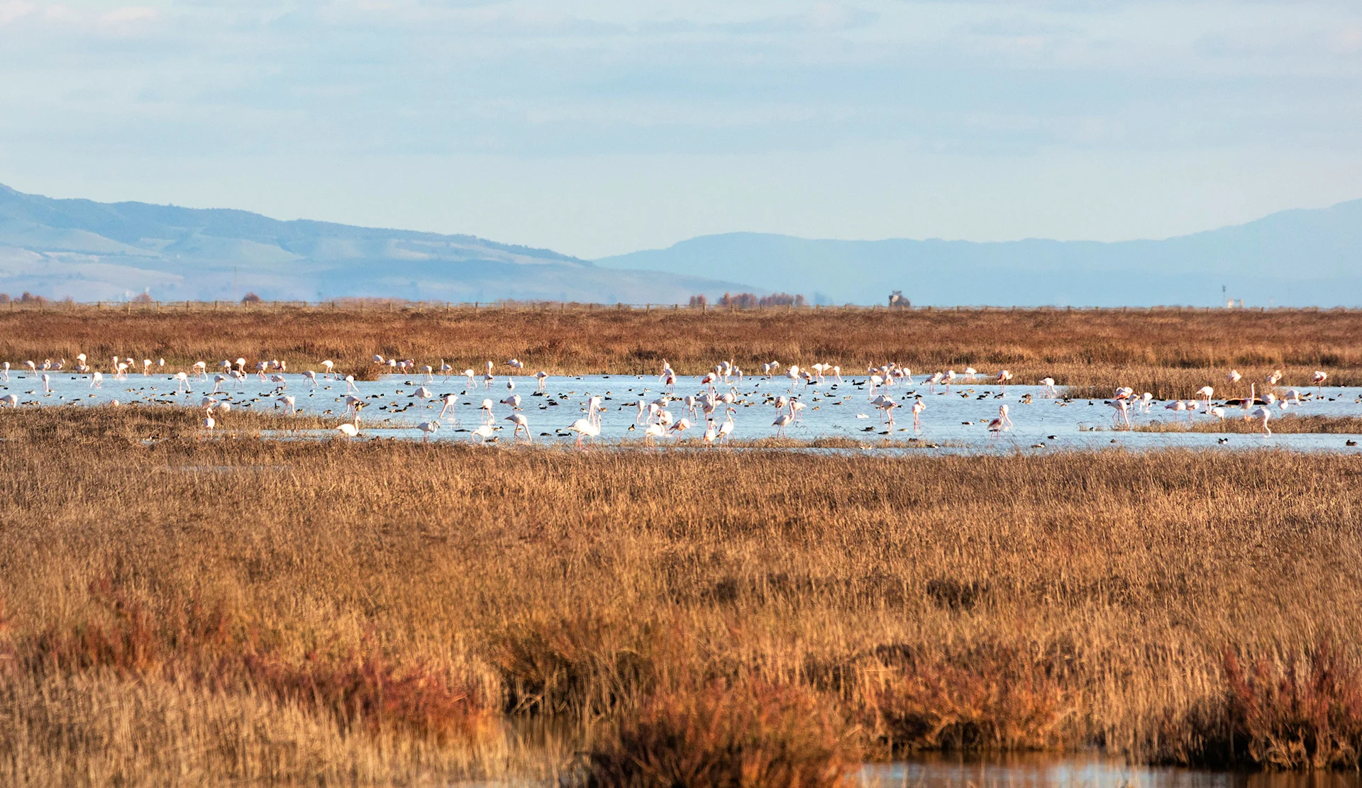 Le parc national de Doñana, avec au loin des flamands roses