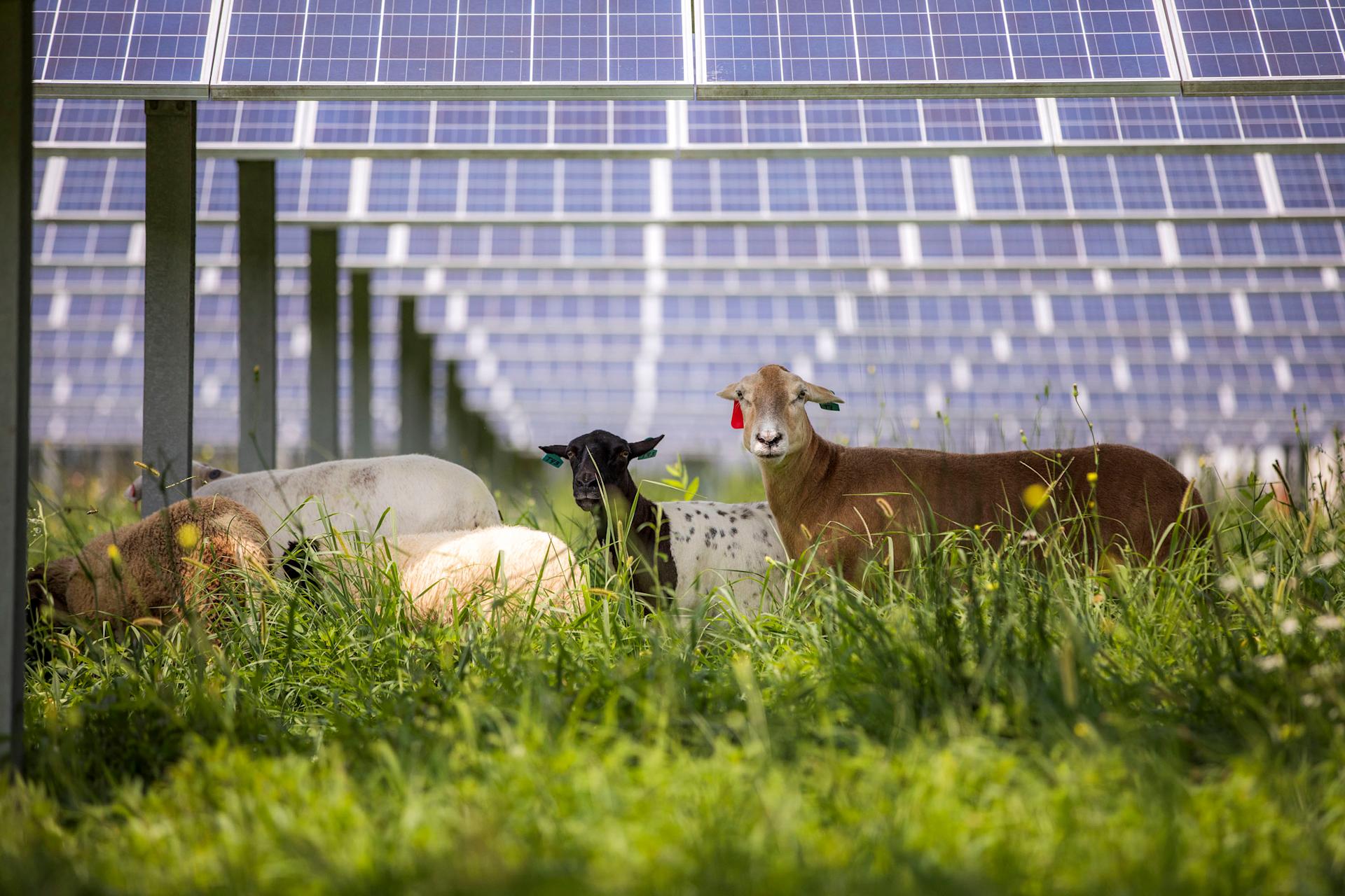 Schafe weiden unter einer Solaranlage