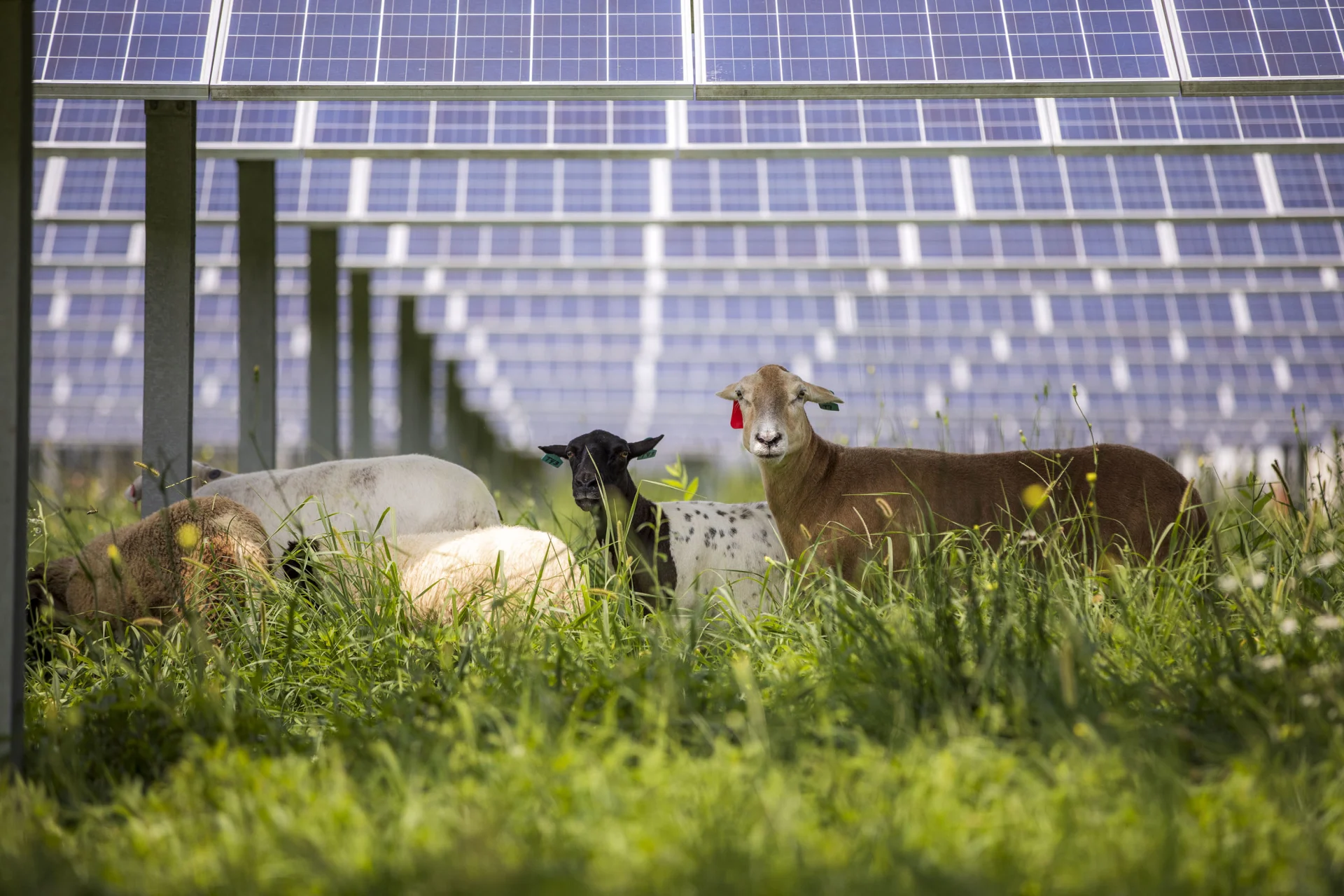 Schafe weiden unter einer Solaranlage