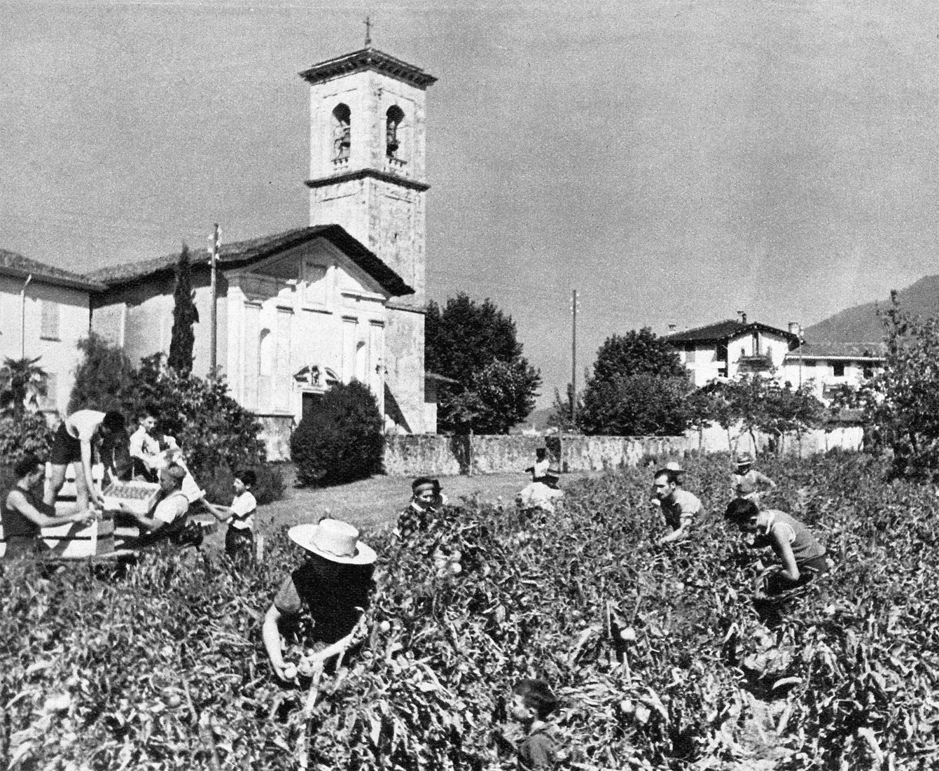 2-br_cke-zukunft-tomaten-tessin_3_FAELLT_WEG