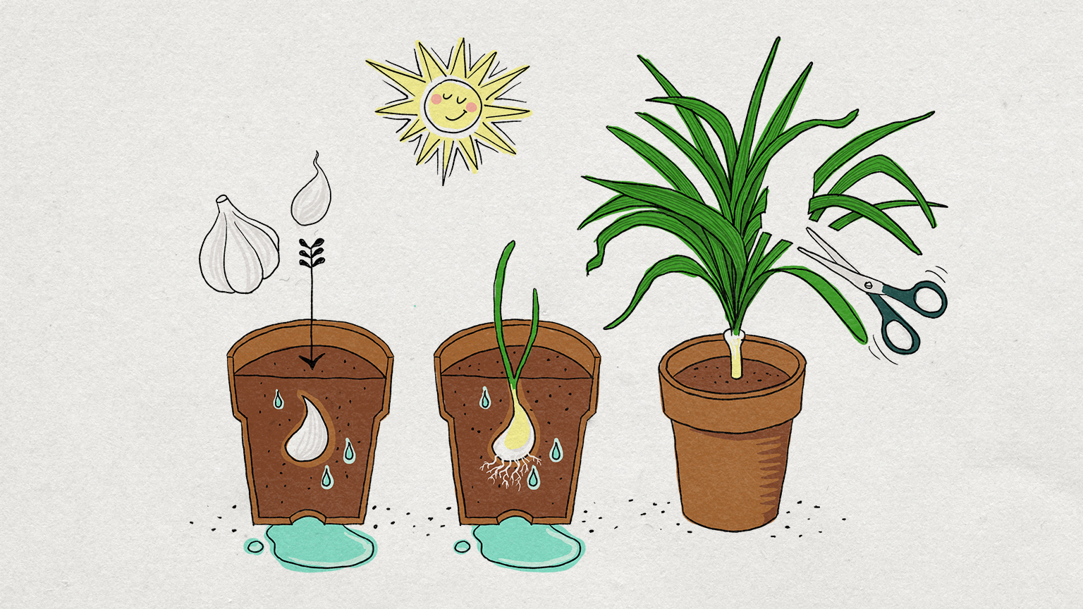 Illustrazione: una testa d'aglio sporge da un vaso di terra bagnata. Con il tempo le foglie crescono e vanno tagliate con le forbici quando sono lunghe. Il sole brilla sui vasi.