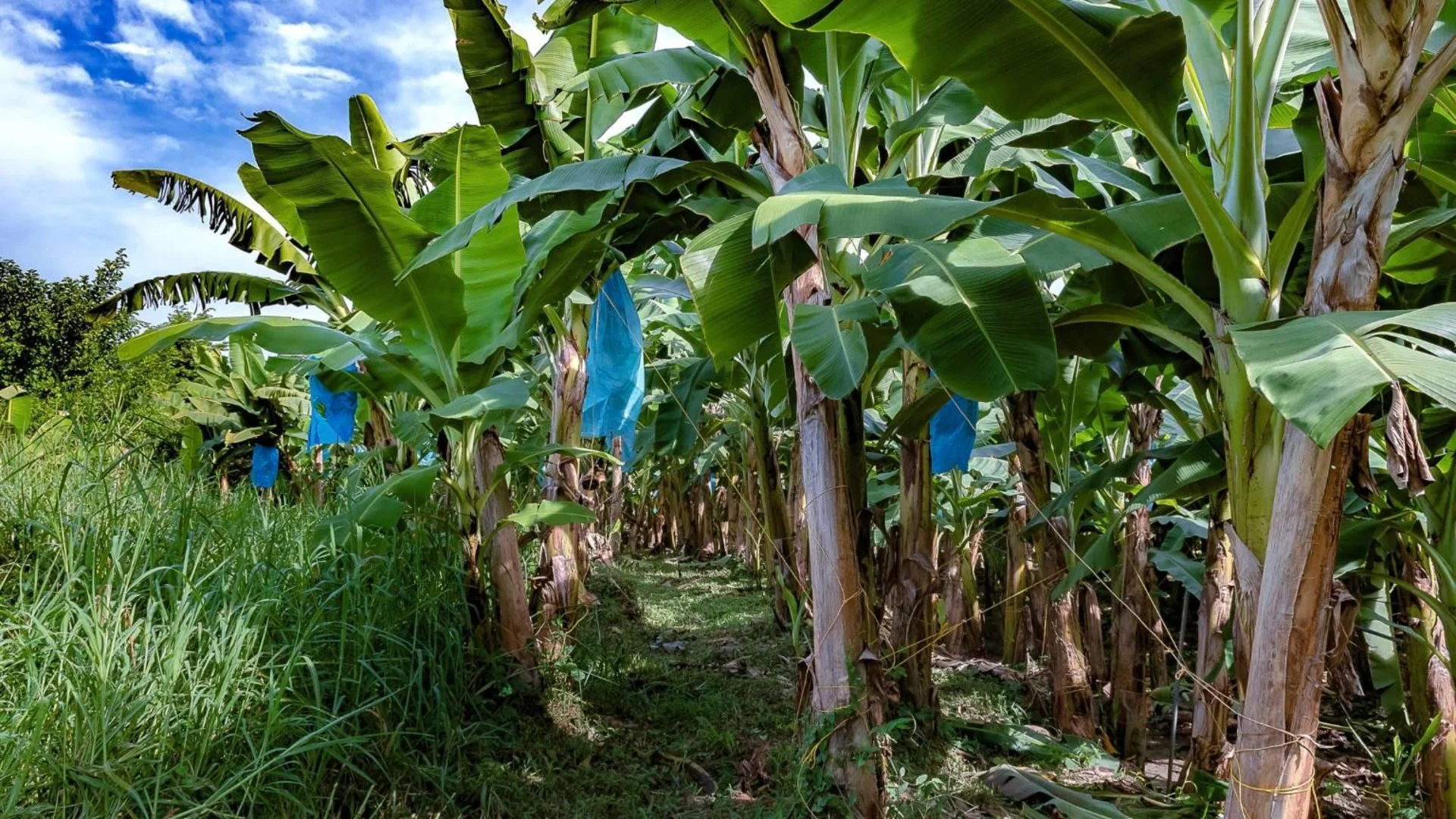 So sieht es aus, wo die Bananen aus dem WWF-Projekt wachsen, die es in der Migros zu kaufen gibt. Bananenplantage