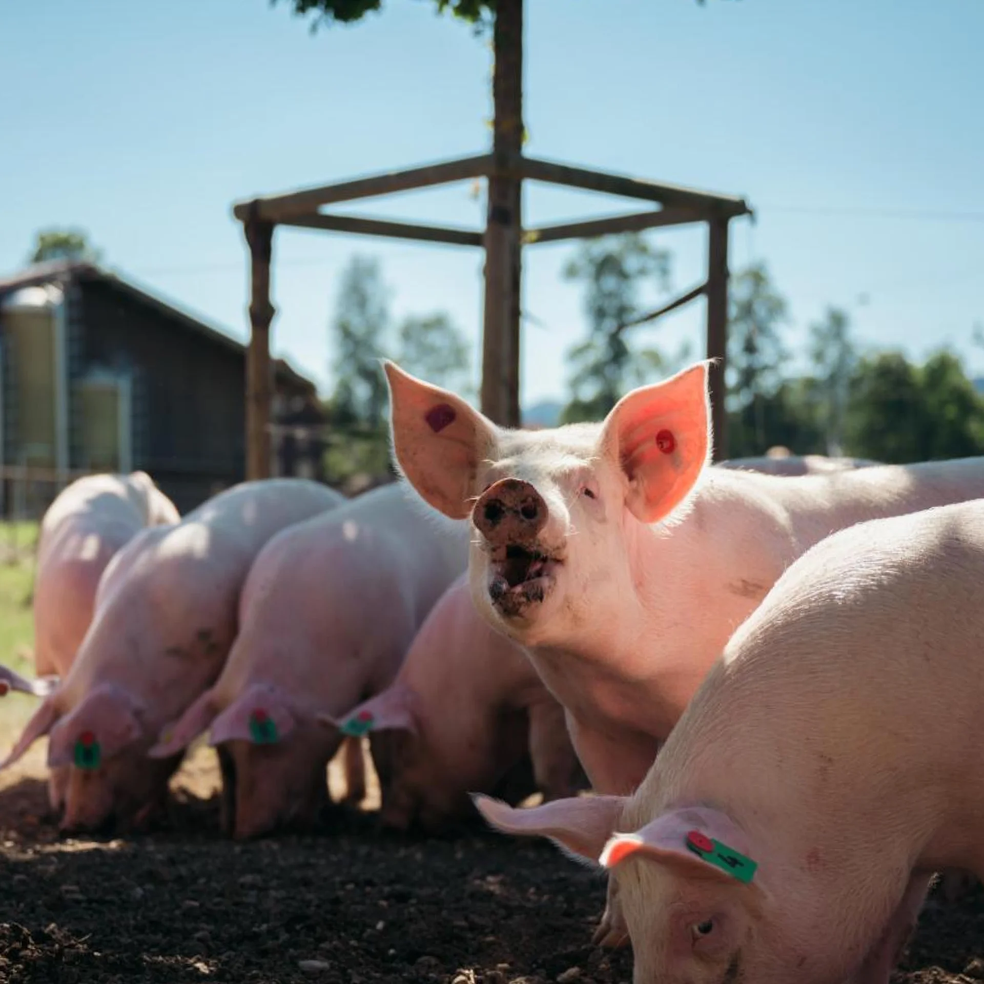 Schweine draussen auf dem Feld