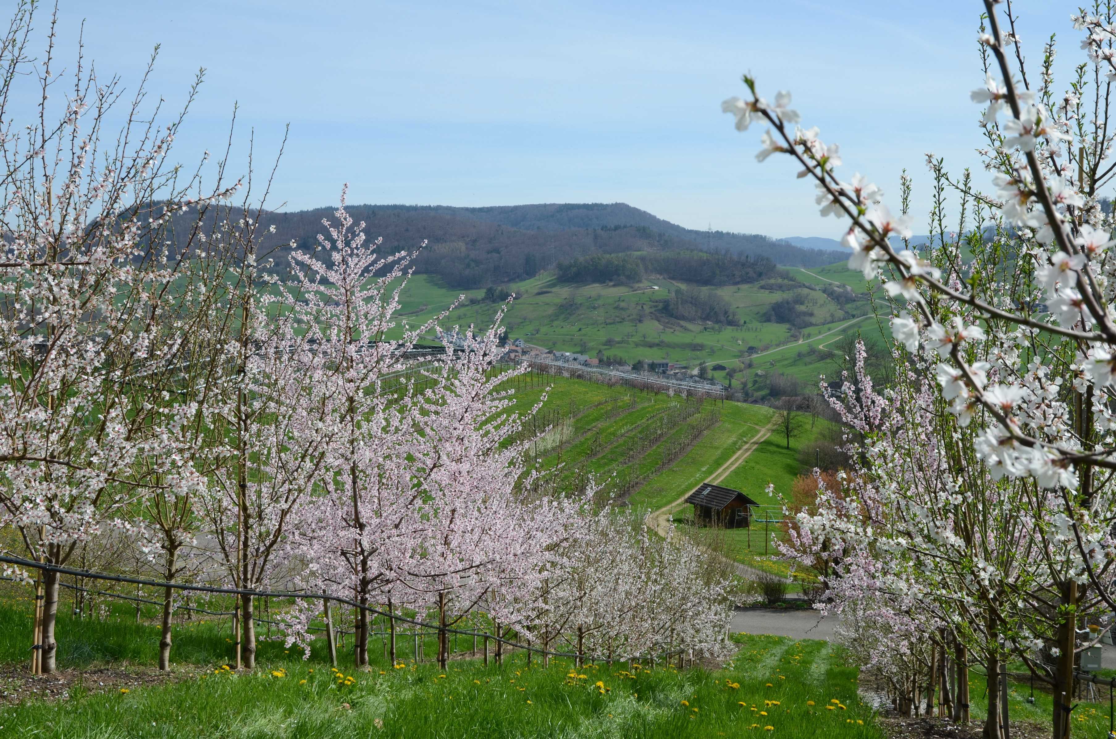 In primo piano, su un pendio, sono in fiore i mandorli. Sullo sfondo verdi prati, campi e colline.