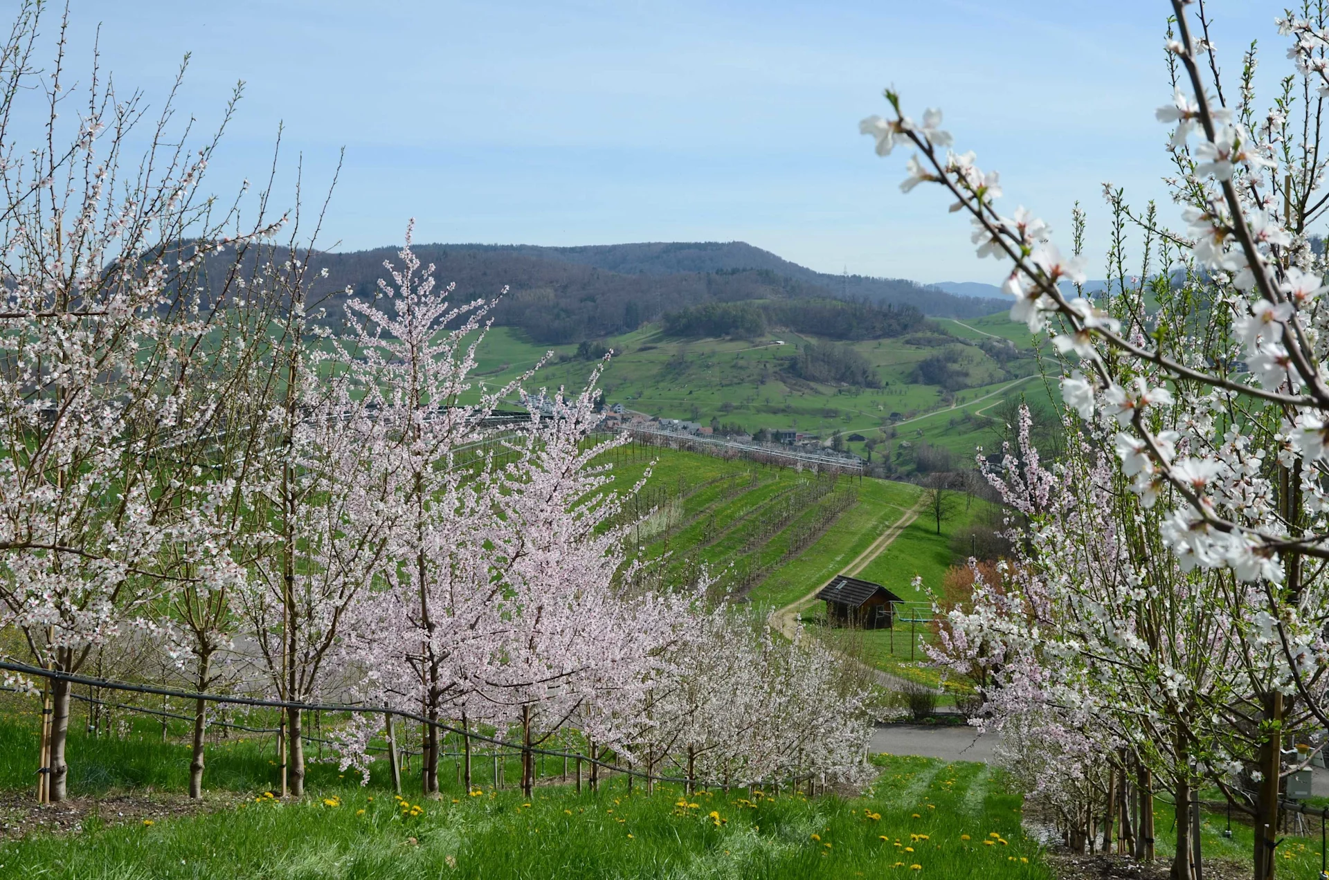 Blühende Mandelbäume stehen in Reihen an einem Hang. Im Hintergrund grüne Wiesen, Felder und Hügel.