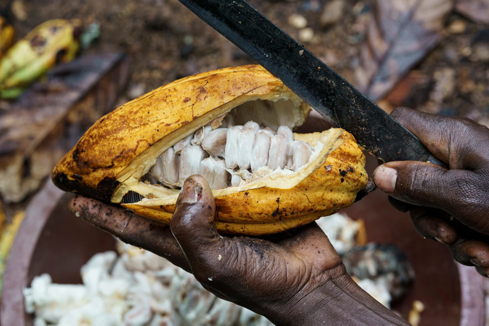 Eine Hand hält eine offene Kakaofrucht.