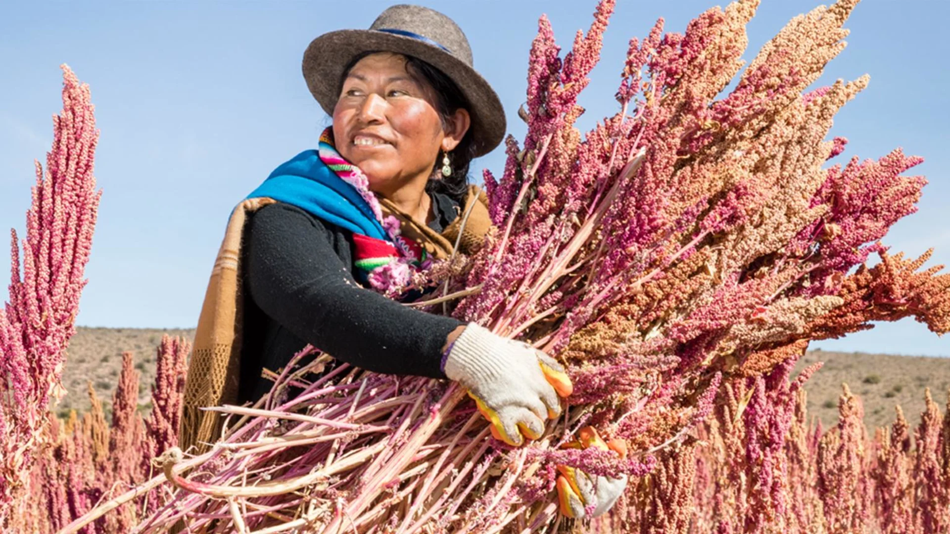 Una coltivatrice di quinoa tiene tra le mani un grosso fascio di quinoa.