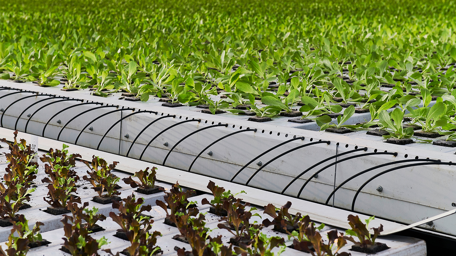 Ventilation shutters in a greenhouse