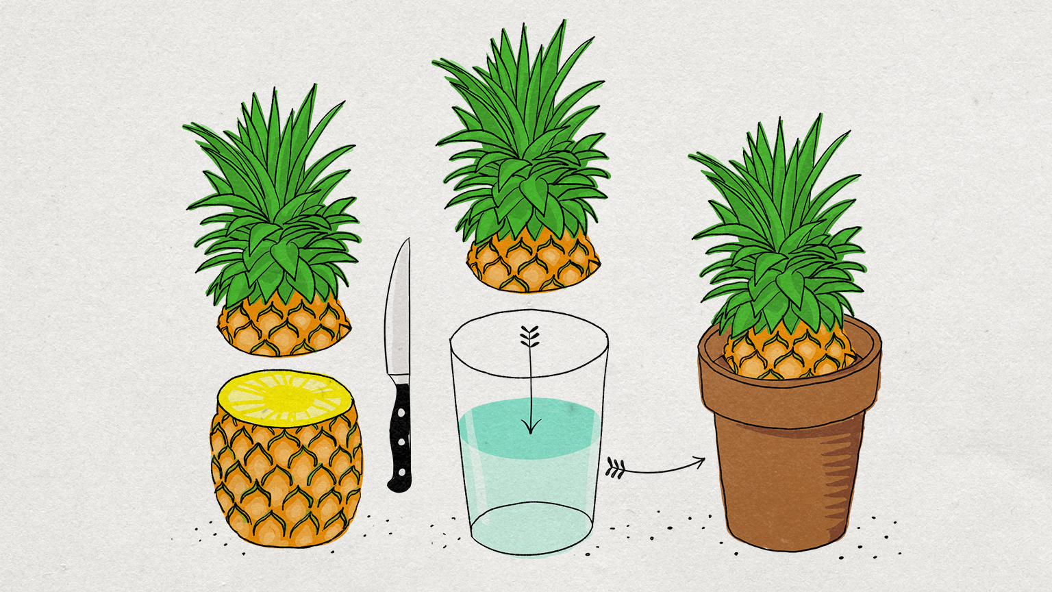 Illustrazione: un gambo di ananas viene tagliato con il coltello e collocato in un bicchiere di acqua. Successivamente il gambo viene trasferito in un vaso di terra.