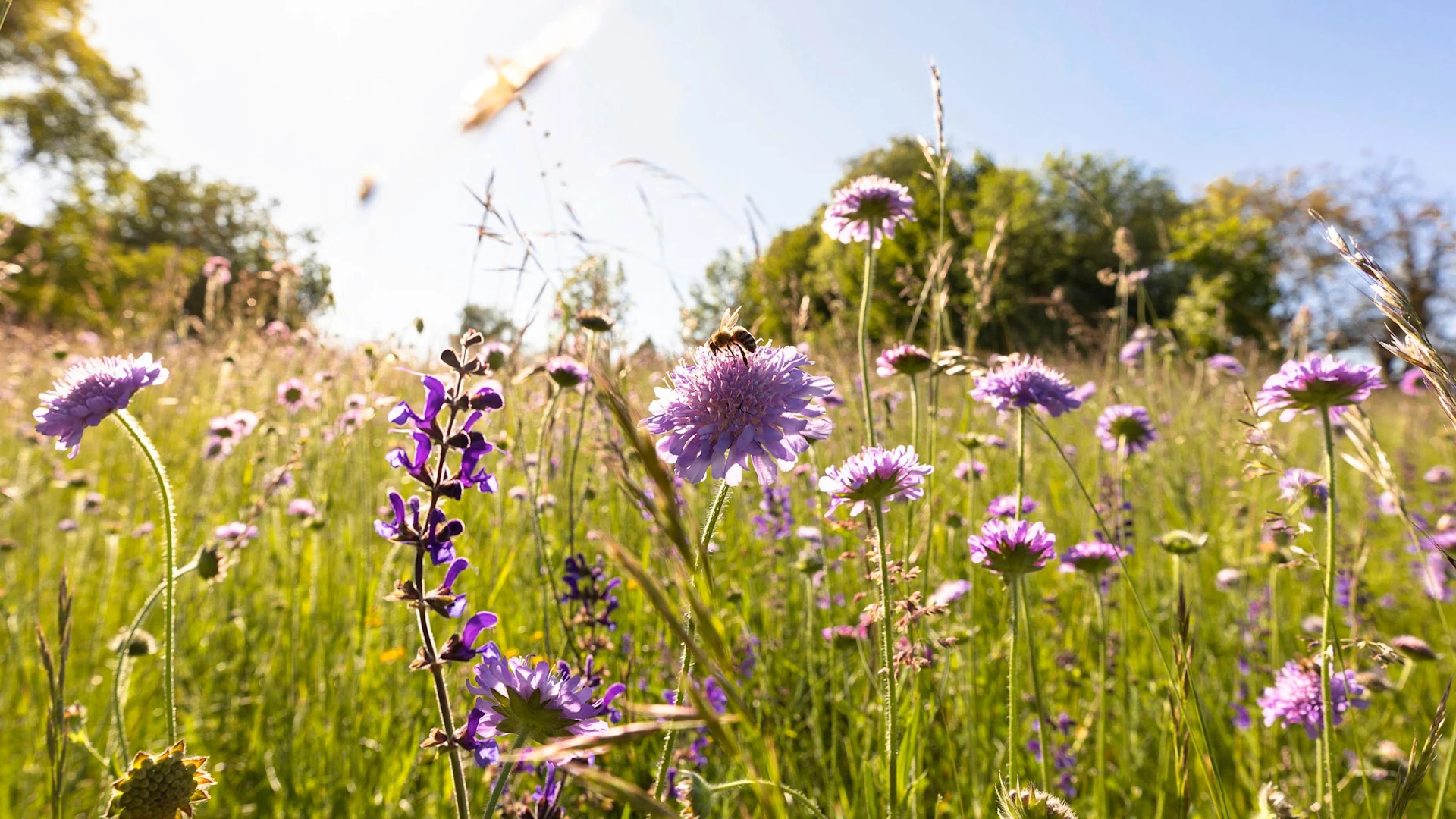 Close-up of a meadow with wildflowers.