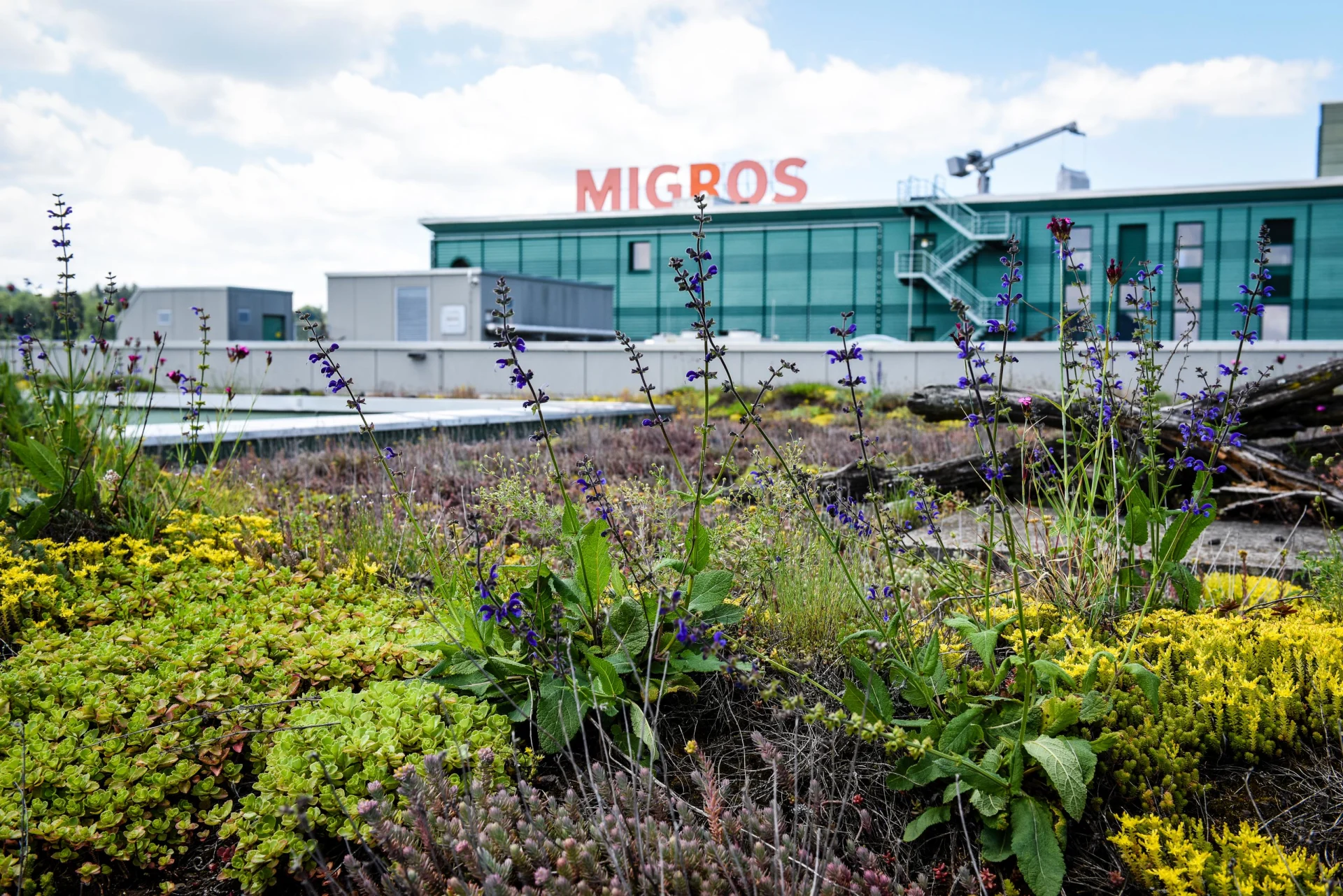 Wildflower meadow on a Migros roof.