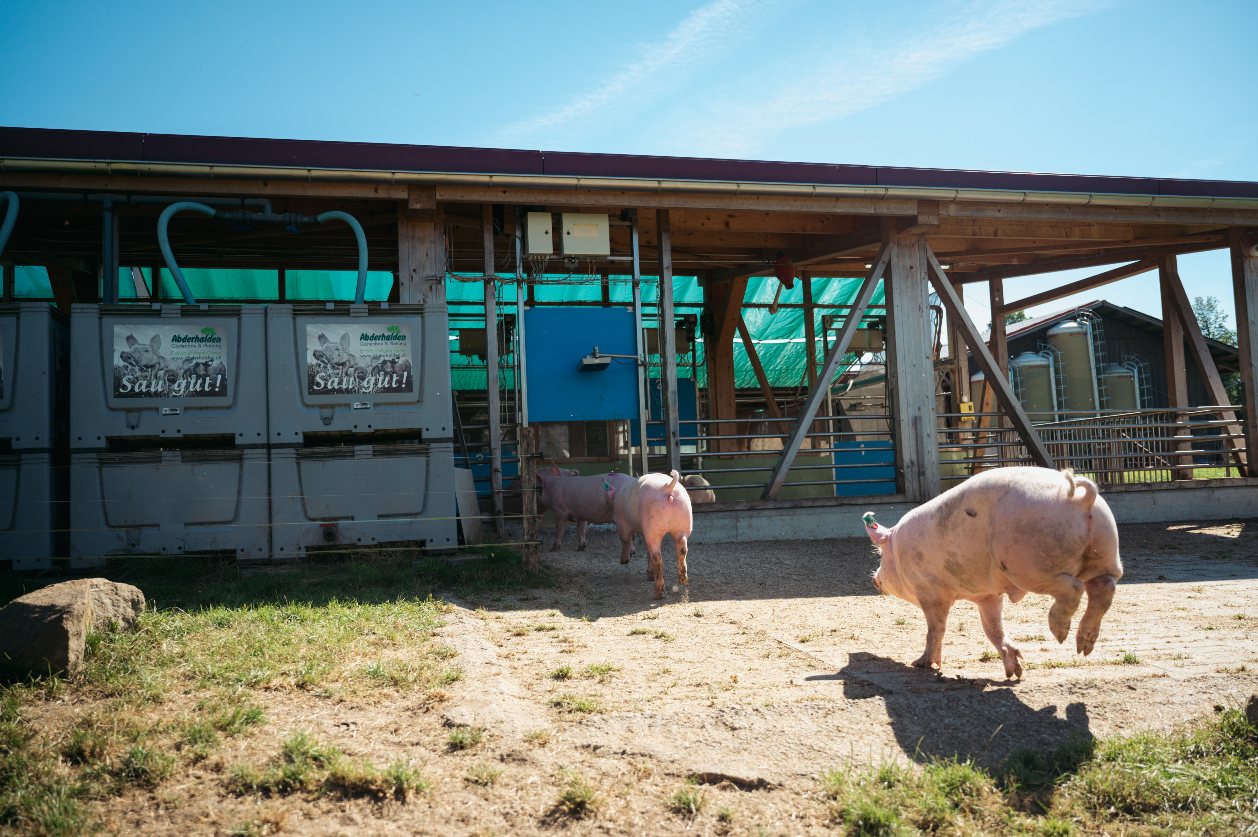 Pigs running back into the barn. 