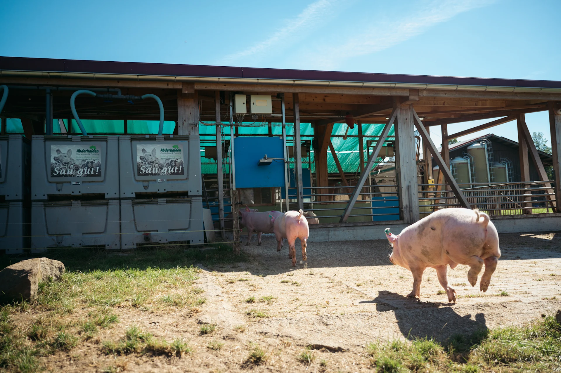 Les cochons retournent à la porcherie en courant.