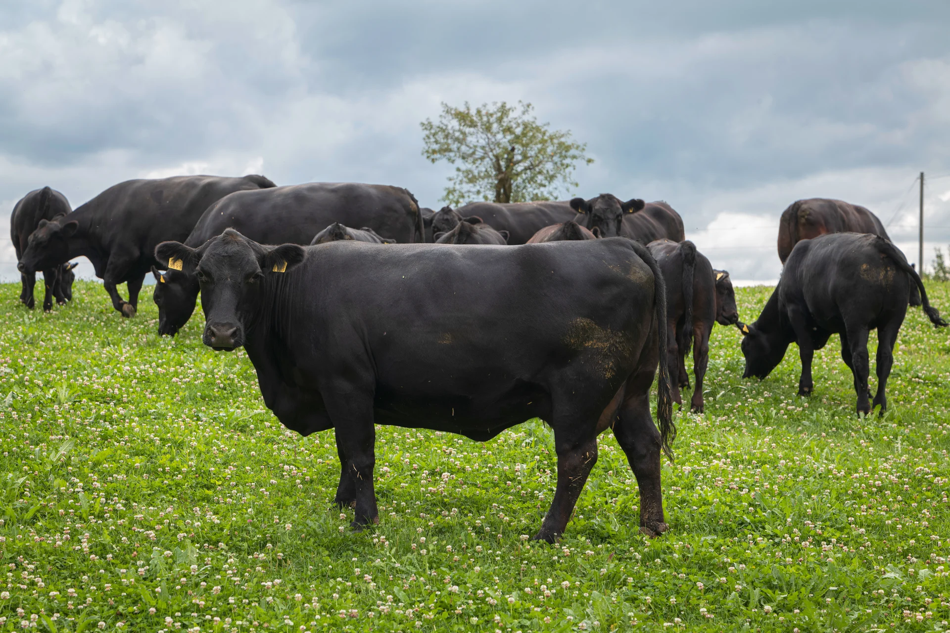 Eine einzelne Kuh steht vorne auf der Weide, die anderen stehen im Hintergrund. 
