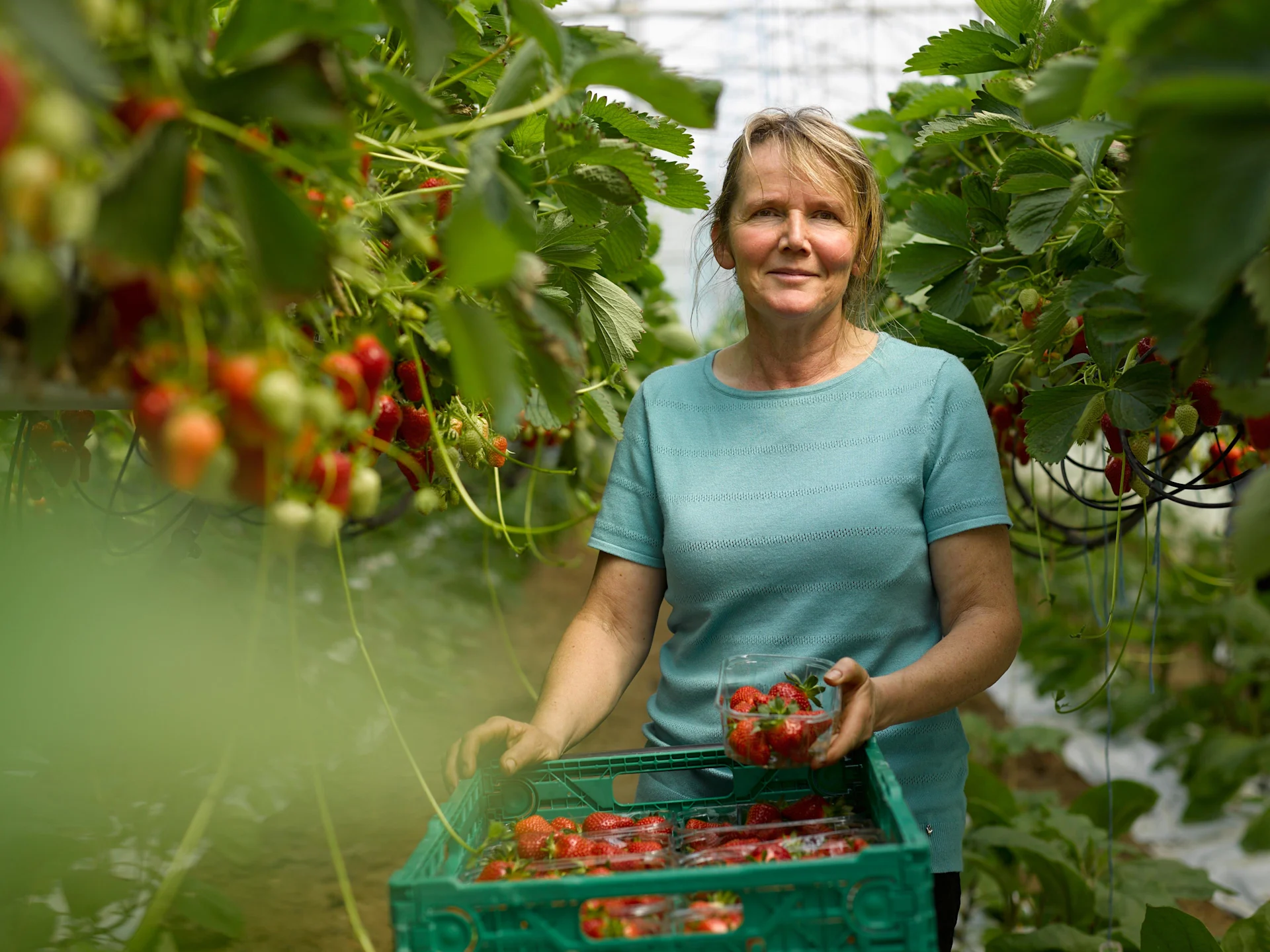 Una donna in un campo di pomodori.