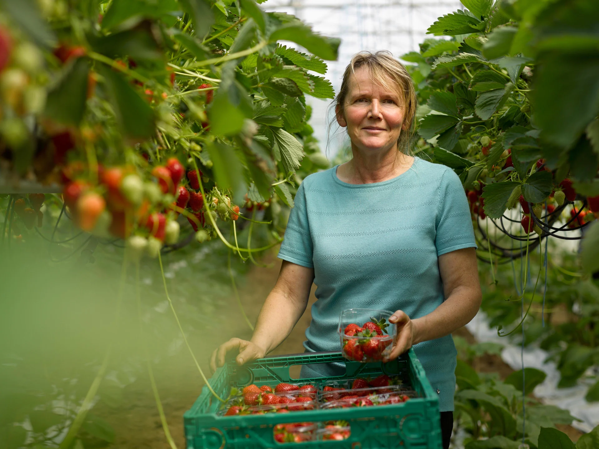 Una donna in un campo di pomodori.