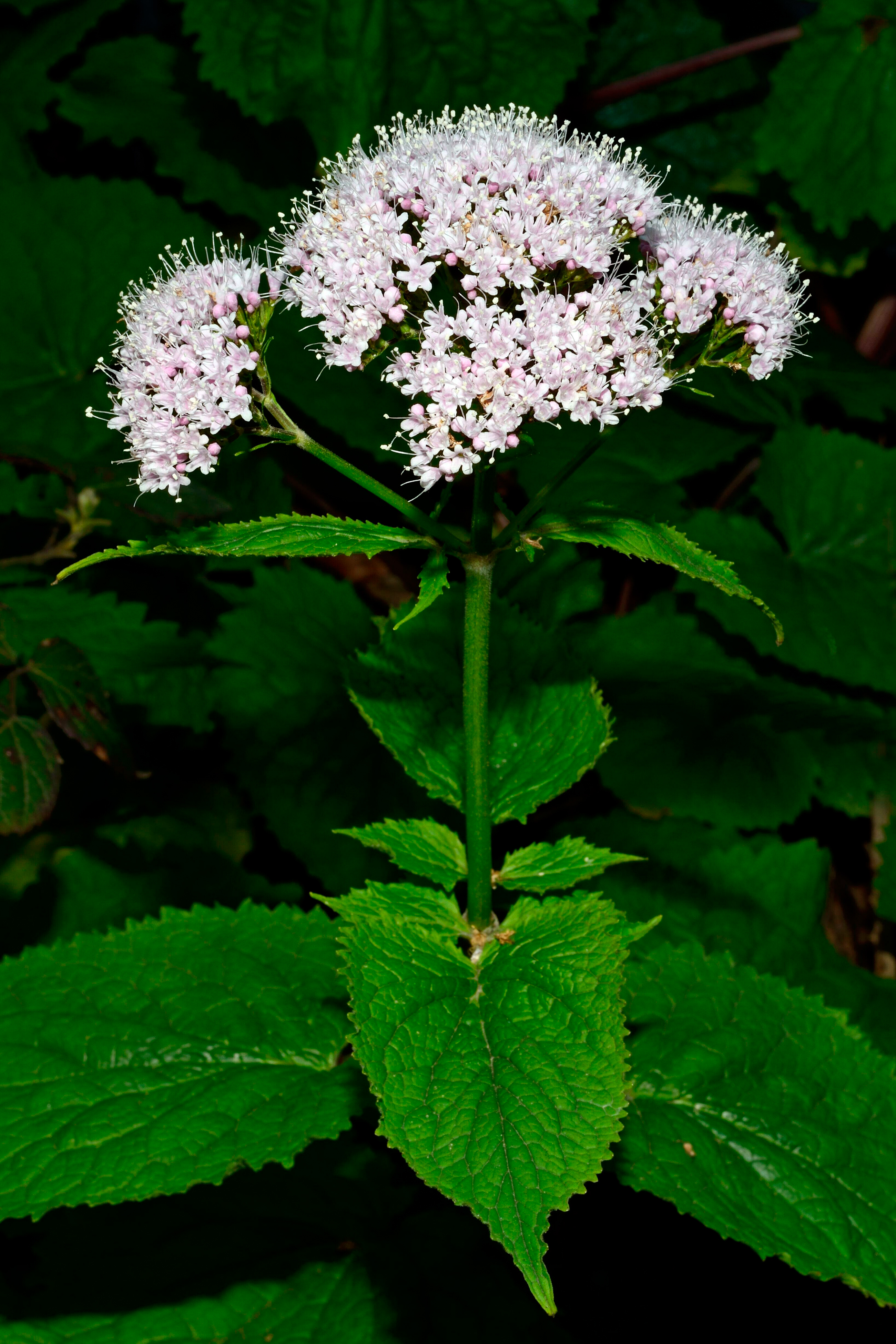 Valériane des Pyrénées (Valeriana pyrenaica)