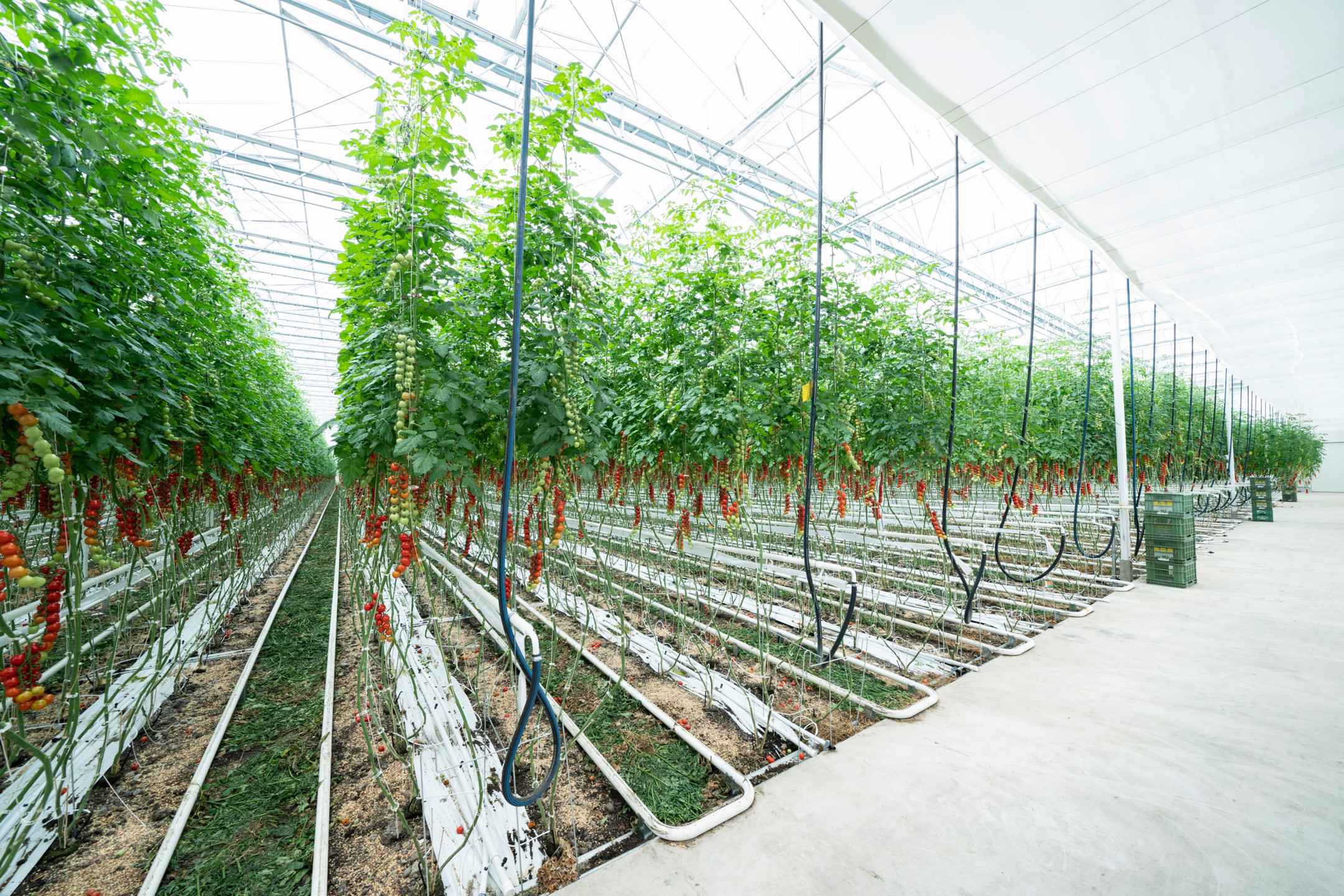 Serre avec tomates cerises