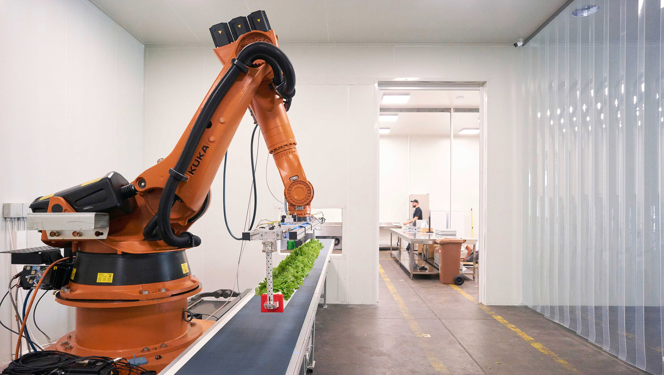 A robot lifts lettuces